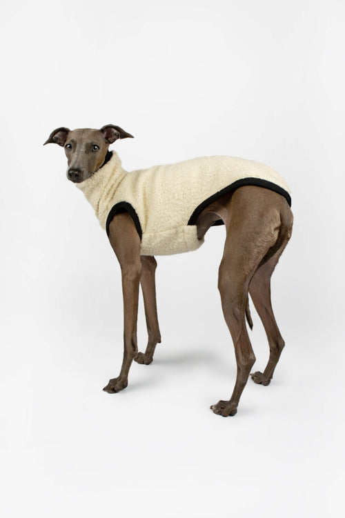 A side profile of an Italian Greyhound wearing a cream boucle vest by Strela Studio on a white background