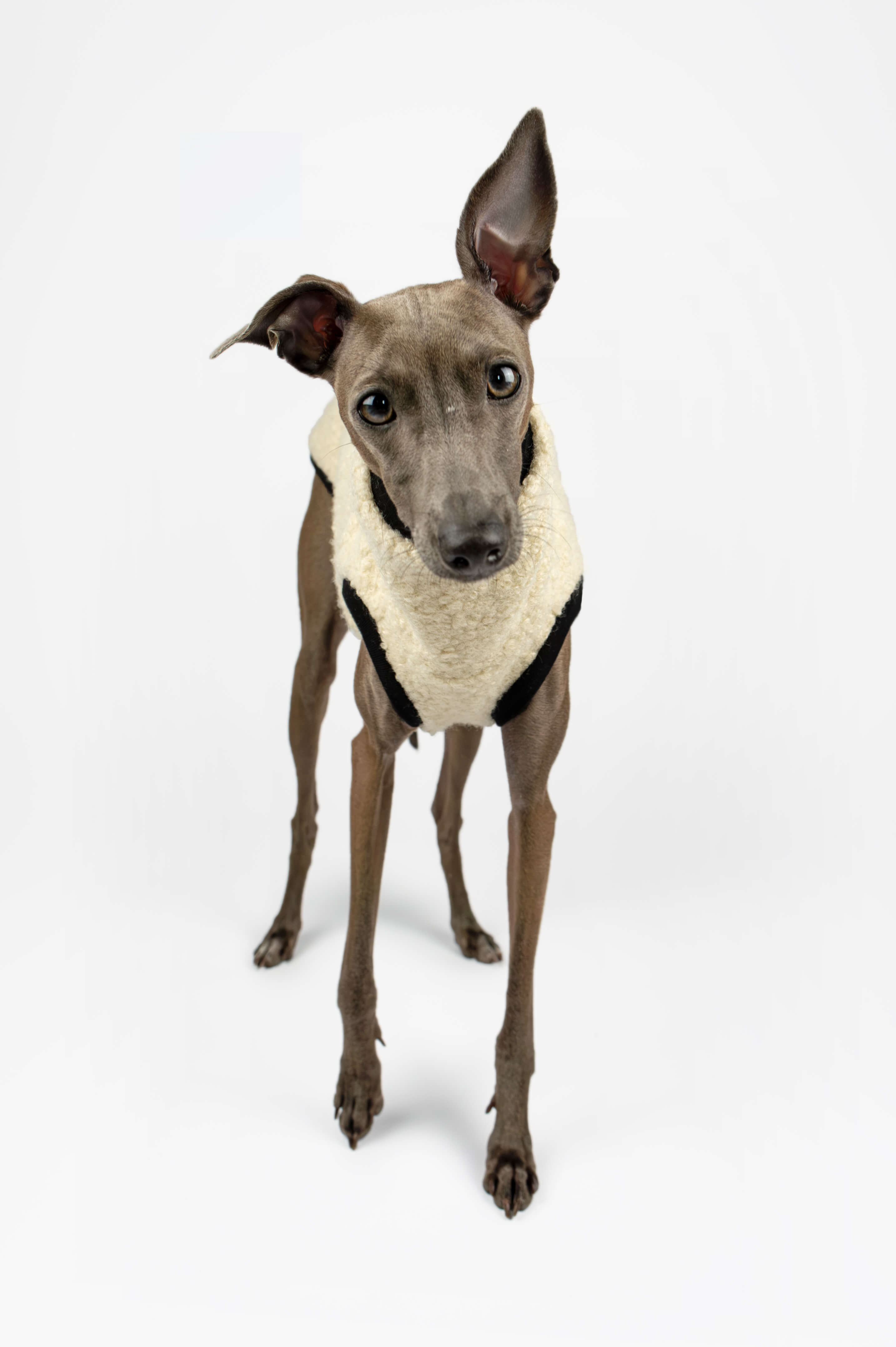 Italian Greyhound wearing a cream boucle vest by Strela Studio walking towards camera