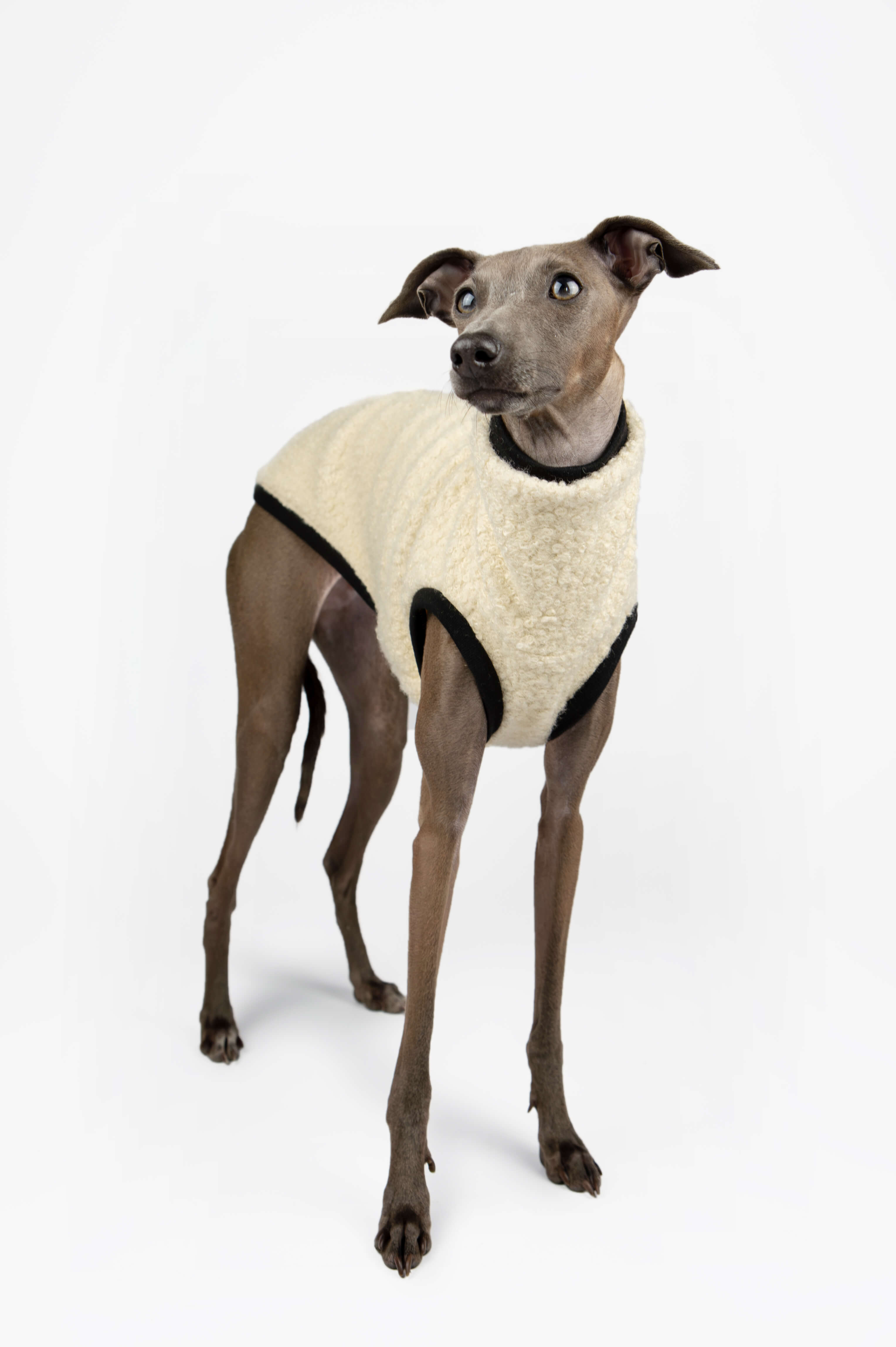 Italian Greyhound wearing a cream boucle vest by Strela Studio in a standing pose on a white background