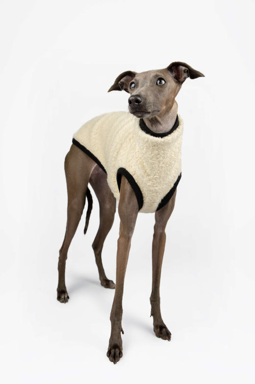 Italian Greyhound wearing a cream boucle vest by Strela Studio in a standing pose on a white background