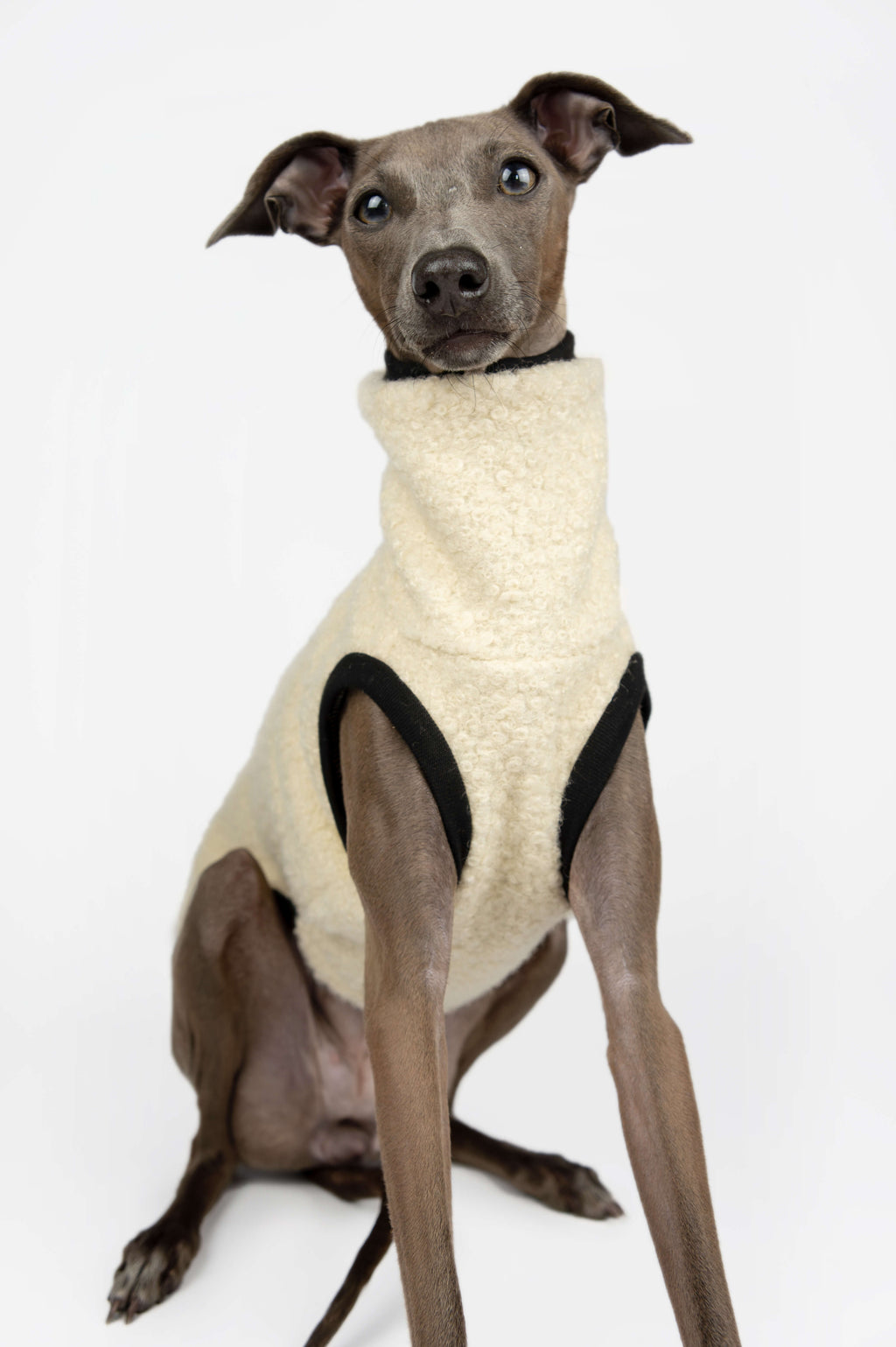 A closeup shot of an Italian Greyhound wearing a cream boucle vest by Strela Studio on a white background