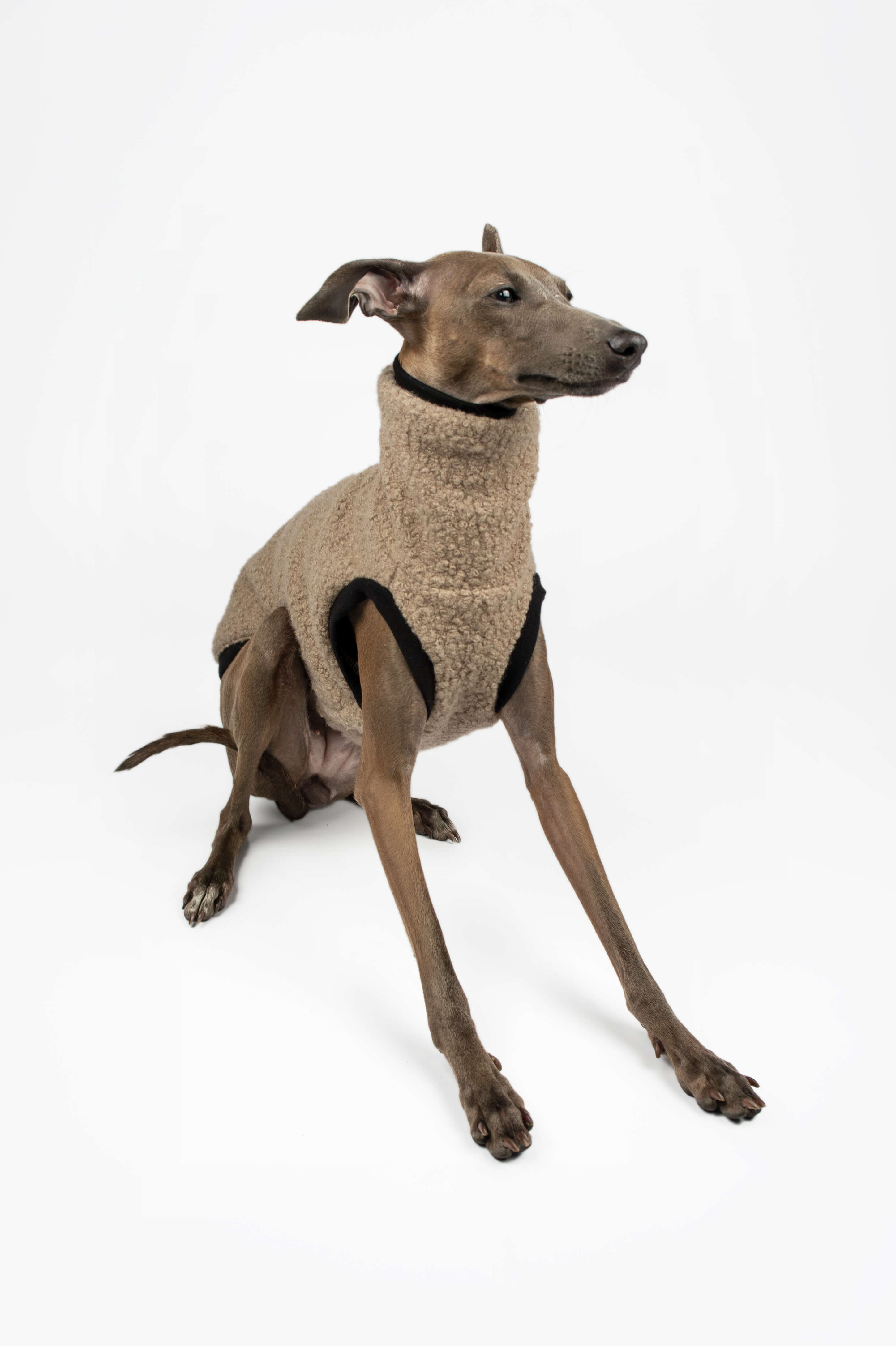Italian Greyhound wearing a beige boucle vest by Strela Studio looking away from camera