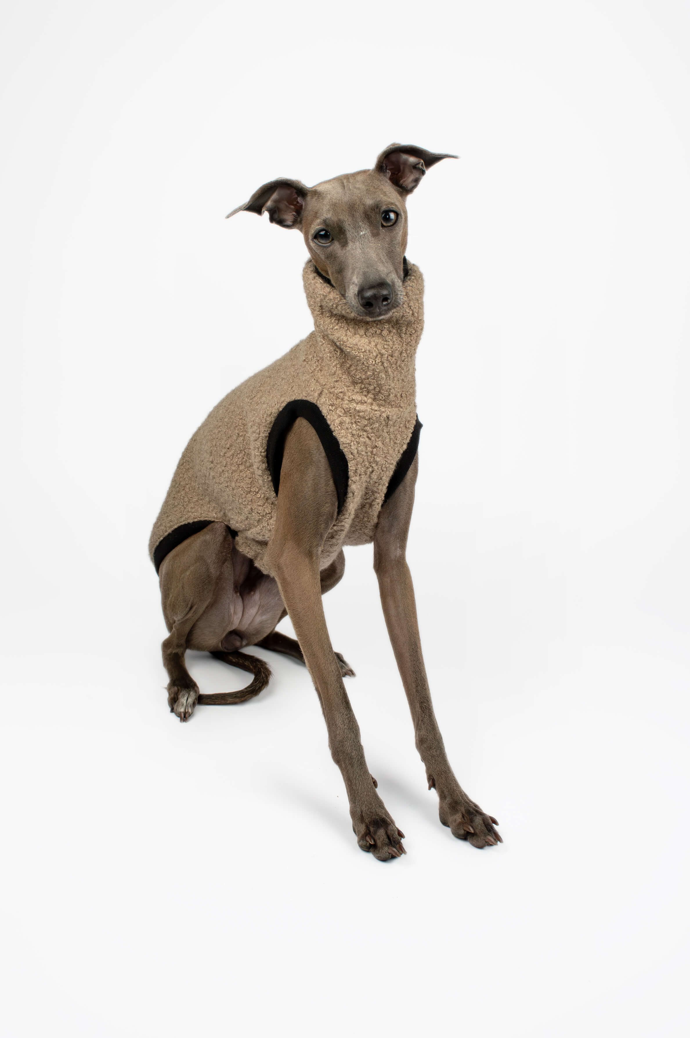 Italian Greyhound wearing a beige boucle vest by Strela Studio in a studio setup