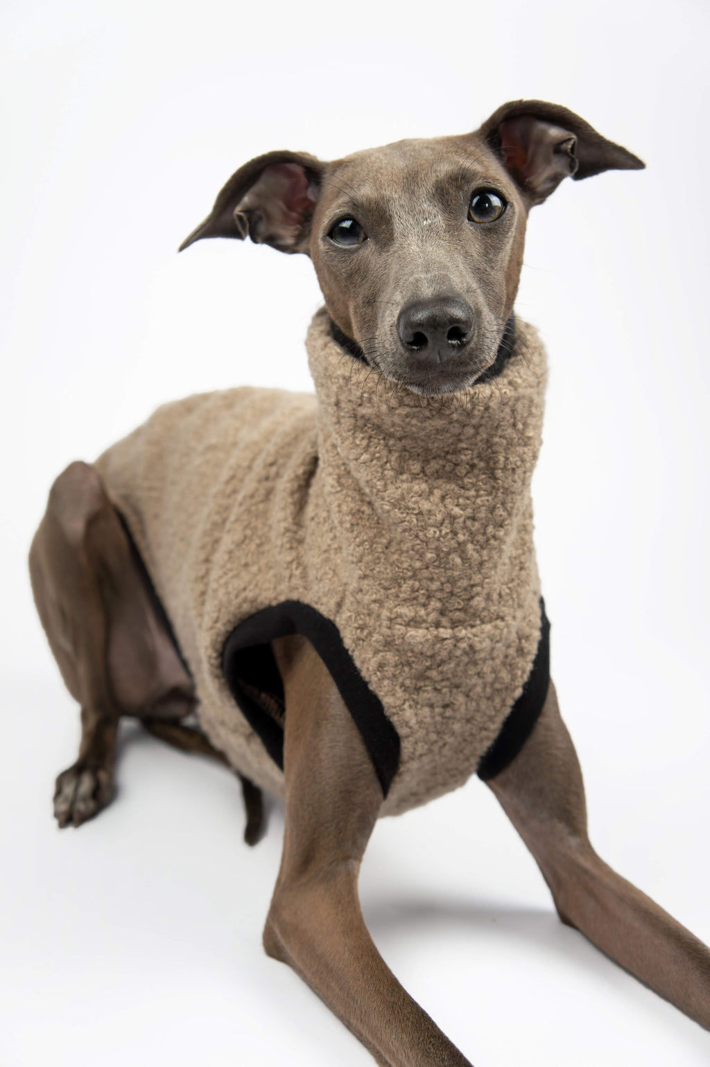 A close up photo of an Italian Greyhound wearing a beige boucle vest by Strela Studio