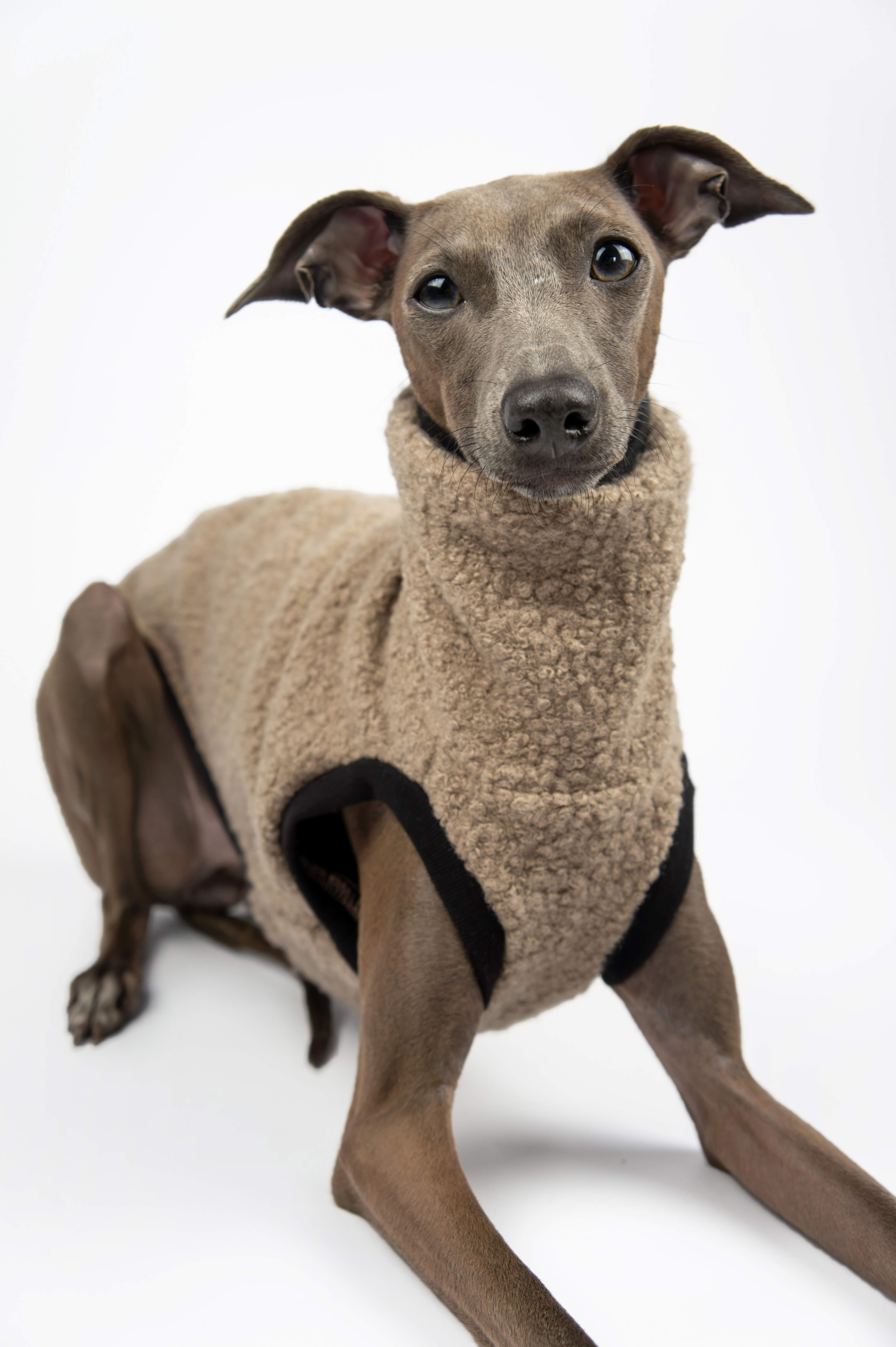 A close up photo of an Italian Greyhound wearing a beige boucle vest by Strela Studio