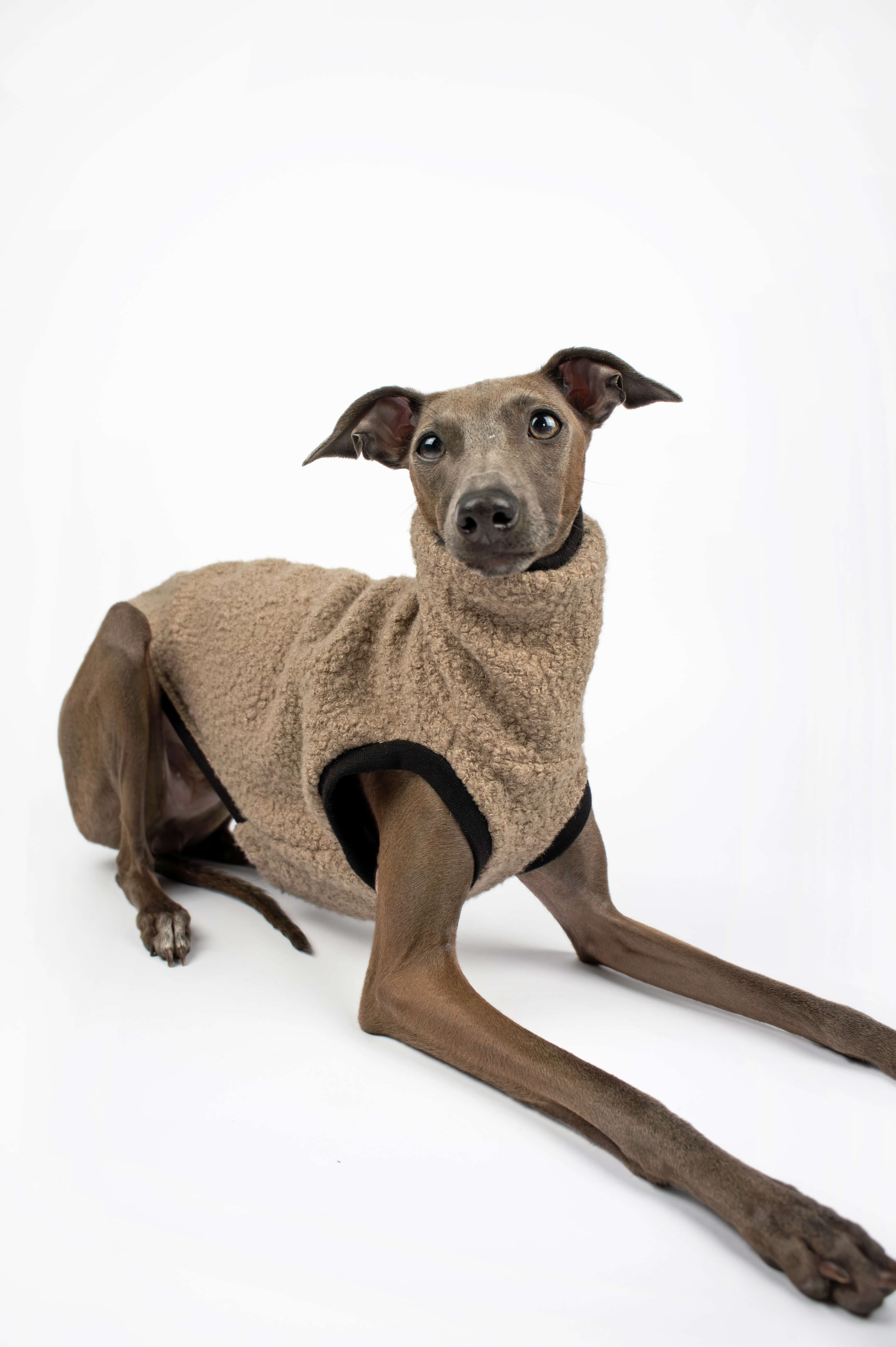 Italian Greyhound wearing a beige boucle vest by Strela Studio in a studio setup