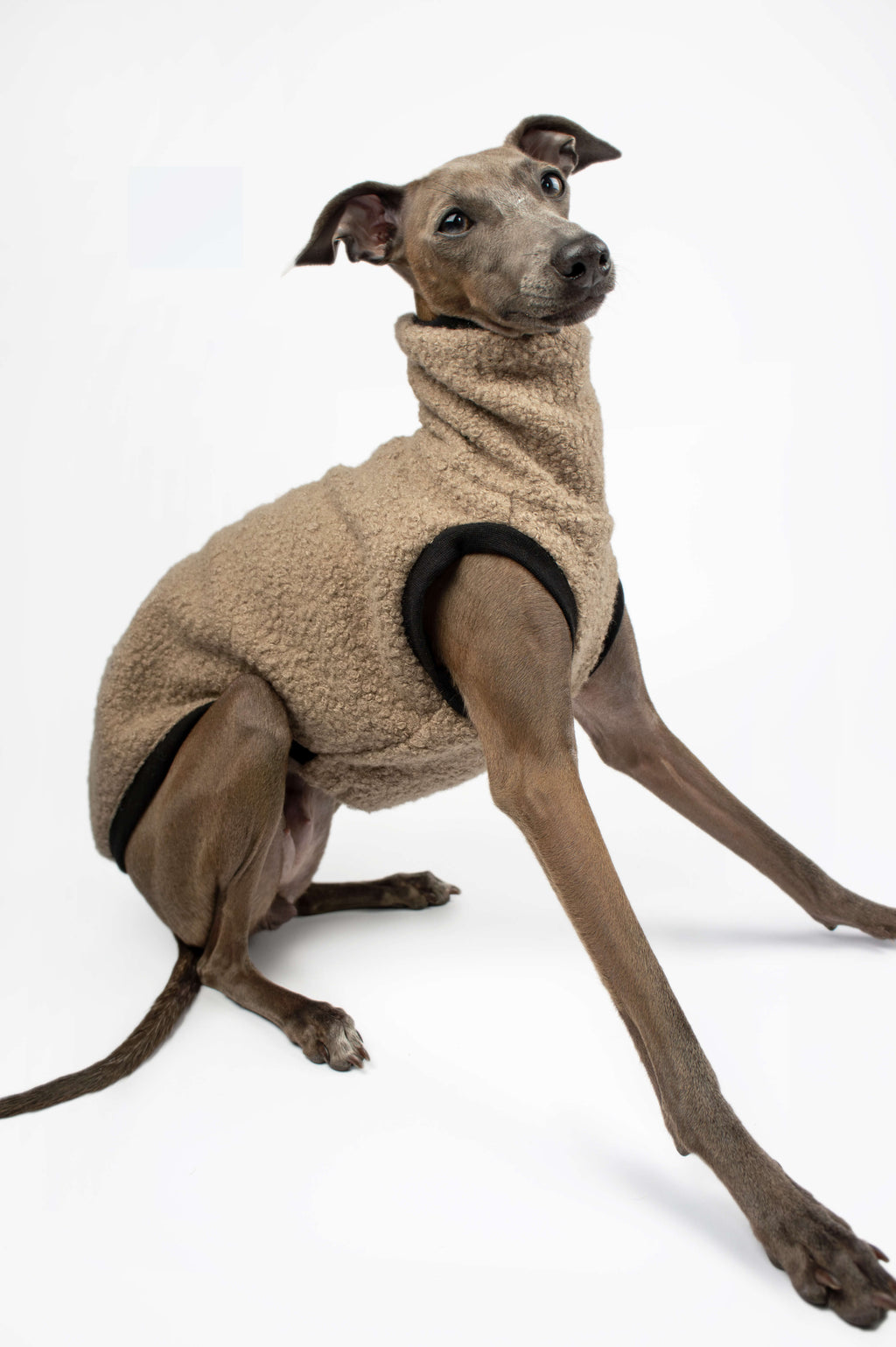 Italian Greyhound in a sitting pose wearing a beige boucle vest by Strela Studio