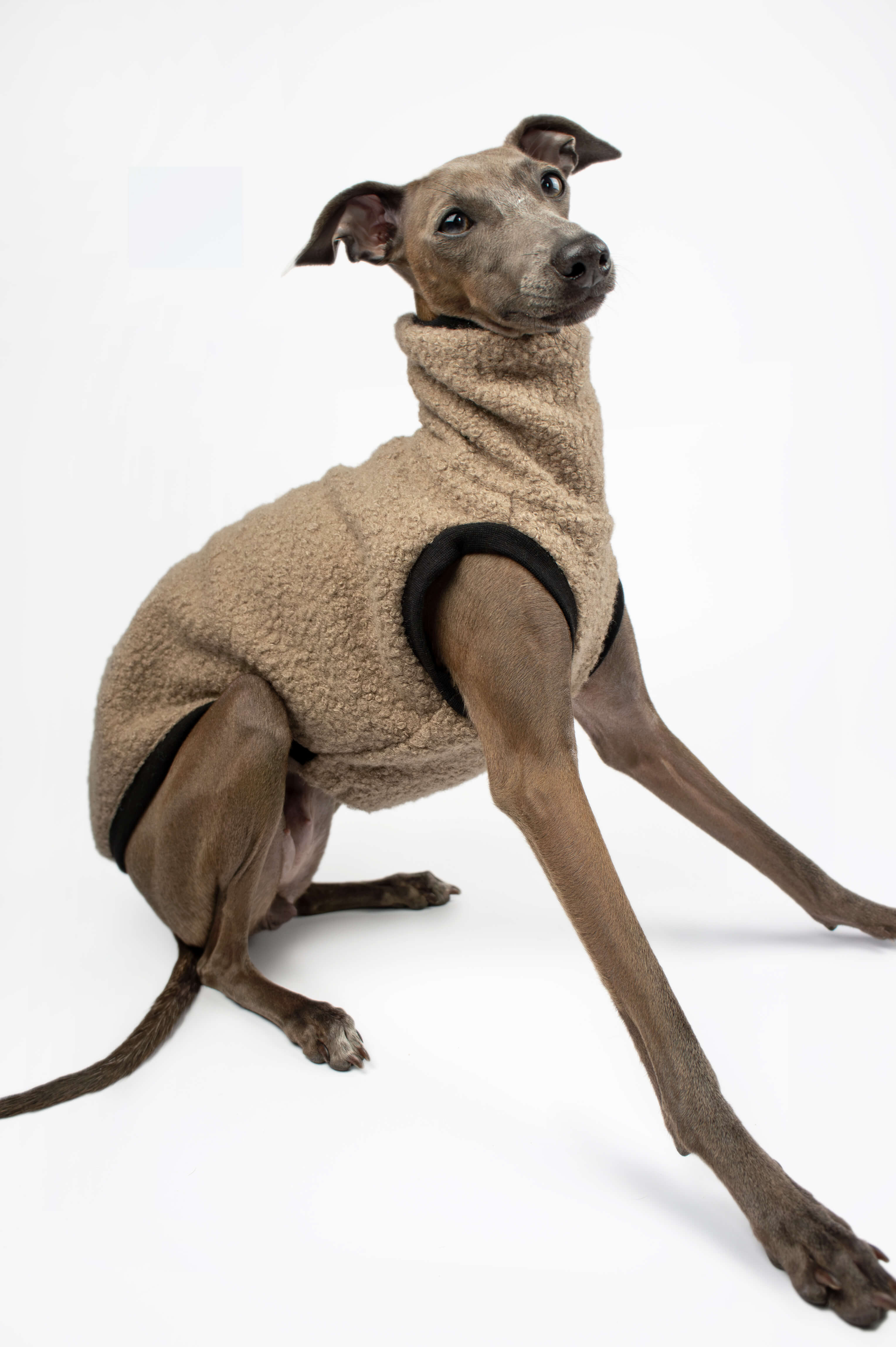 Italian Greyhound in a sitting pose wearing a beige boucle vest by Strela Studio