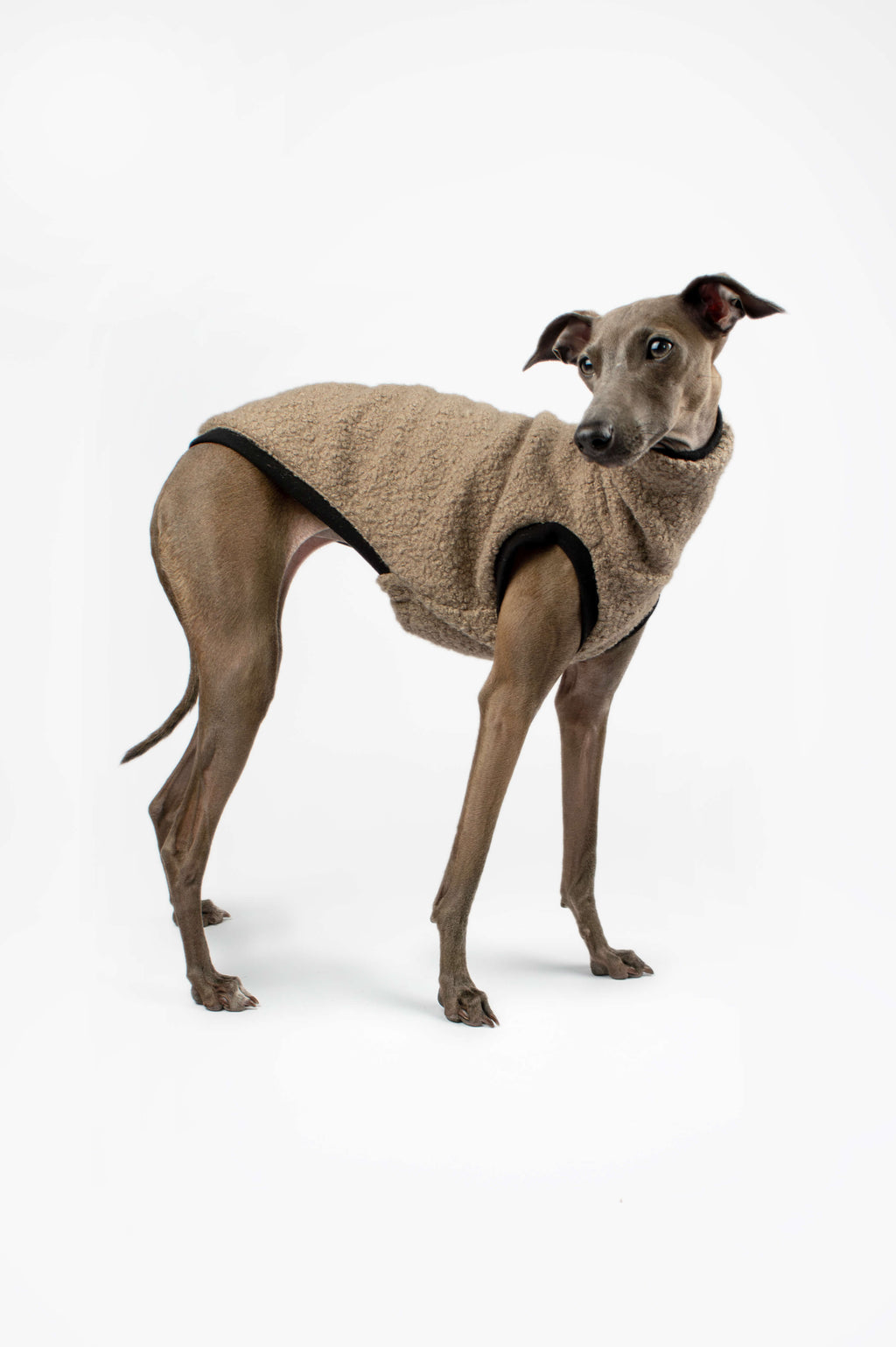 Italian Greyhound wearing a beige boucle vest by Strela Studio on a white background