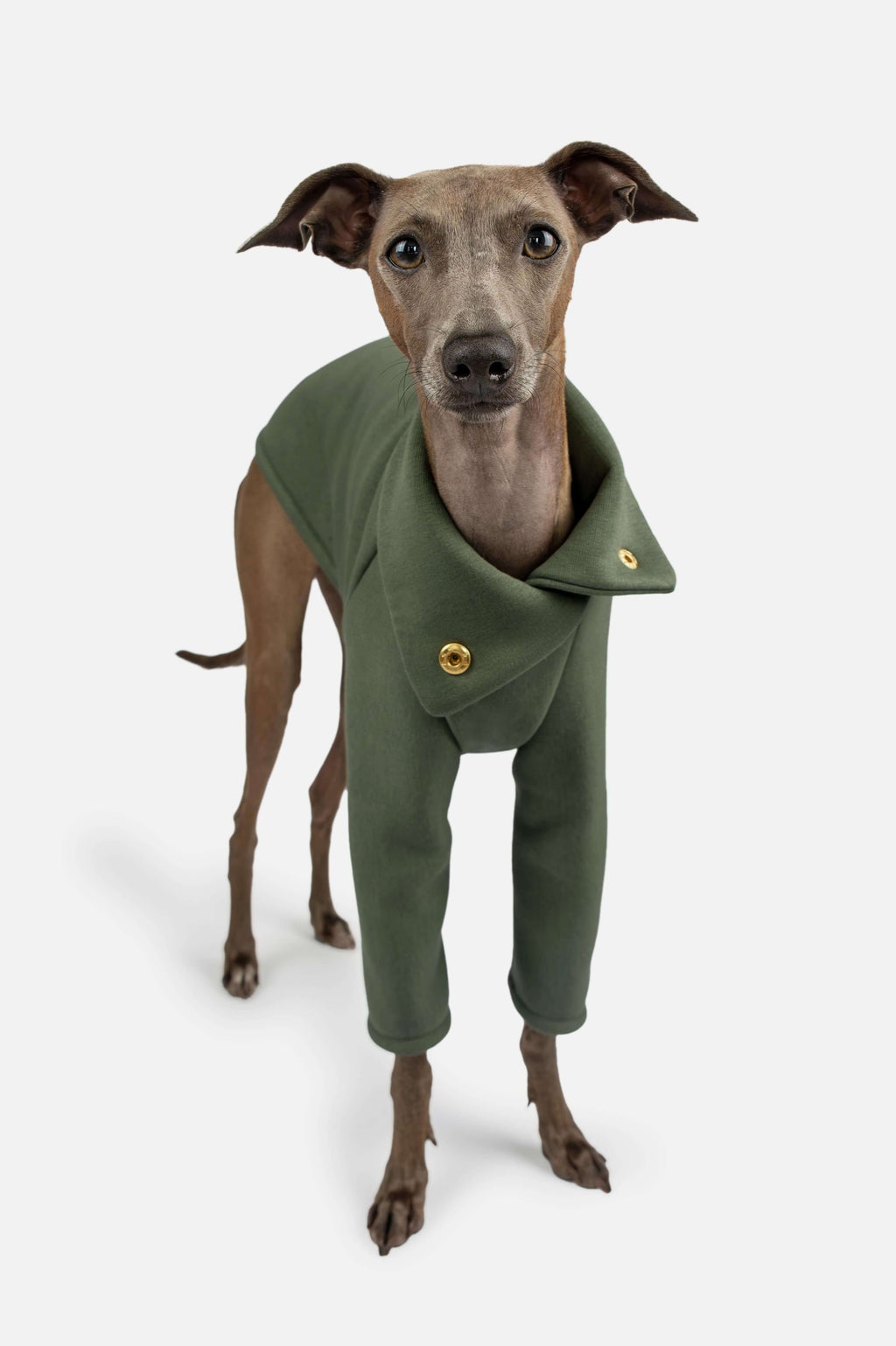 A small brown dog wearing an olive green fleece pet coat with gold snap buttons made by Strela Studio for Italian Greyhounds and Whippets, photographed against a clean light gray studio background.