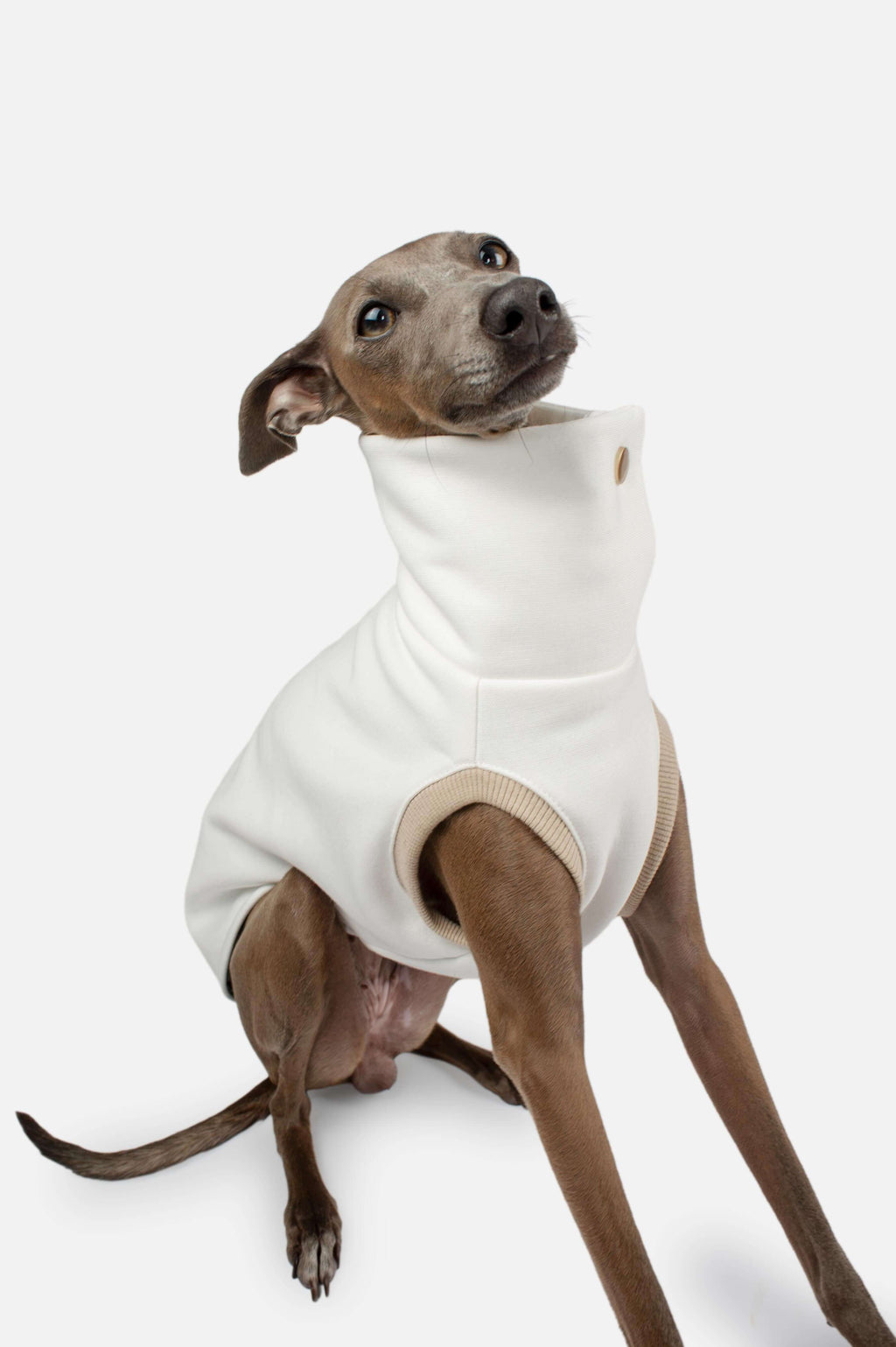 A brown Italian Greyhound dog wearing a cream-colored high-neck sweater made by Strela Studio for Italian Greyhounds and Whippets, photographed against a seamless light gray studio background.