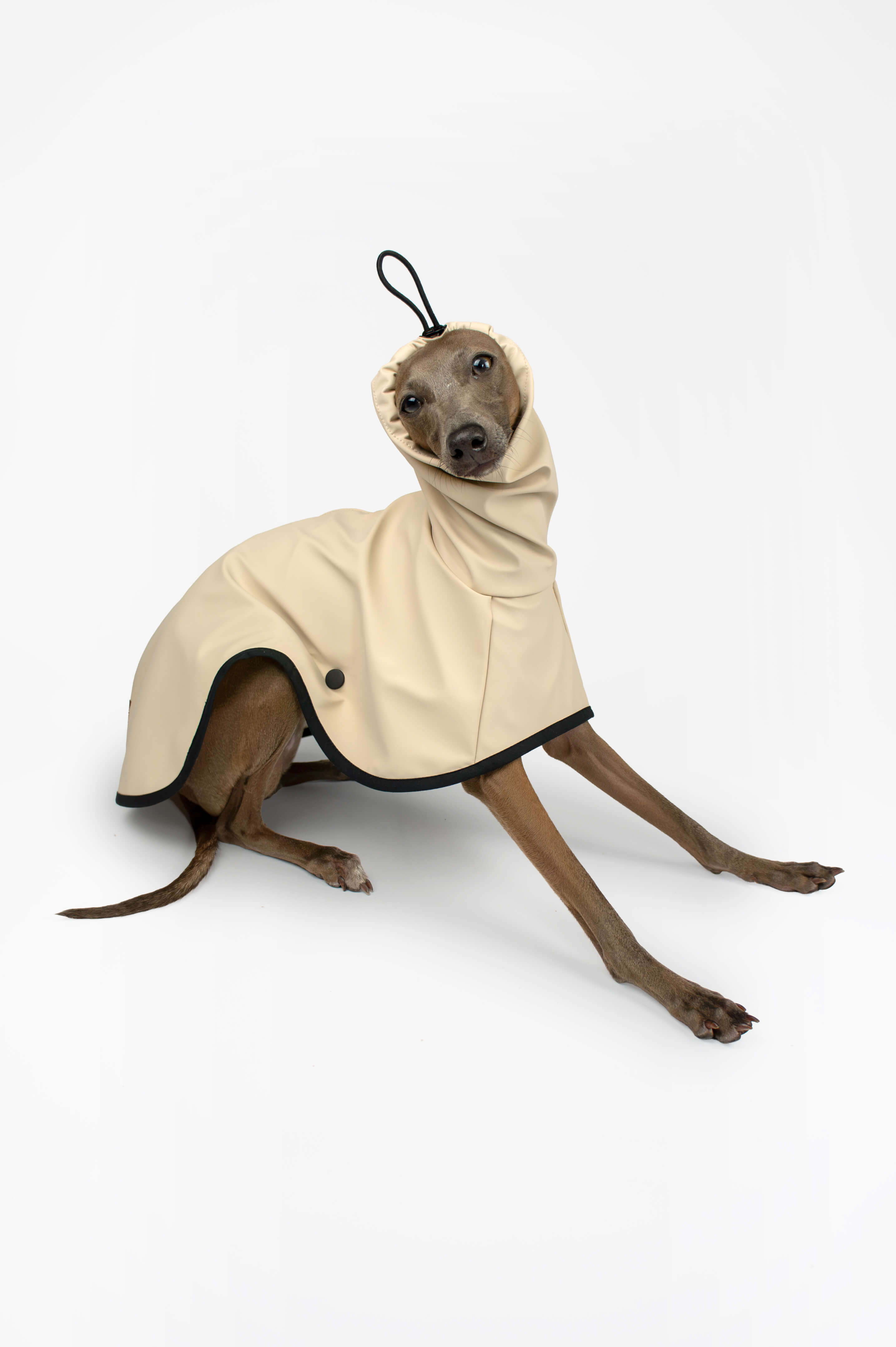 Italian Greyhound wearing a lightweight beige raincoat by Strela Studio sitting down