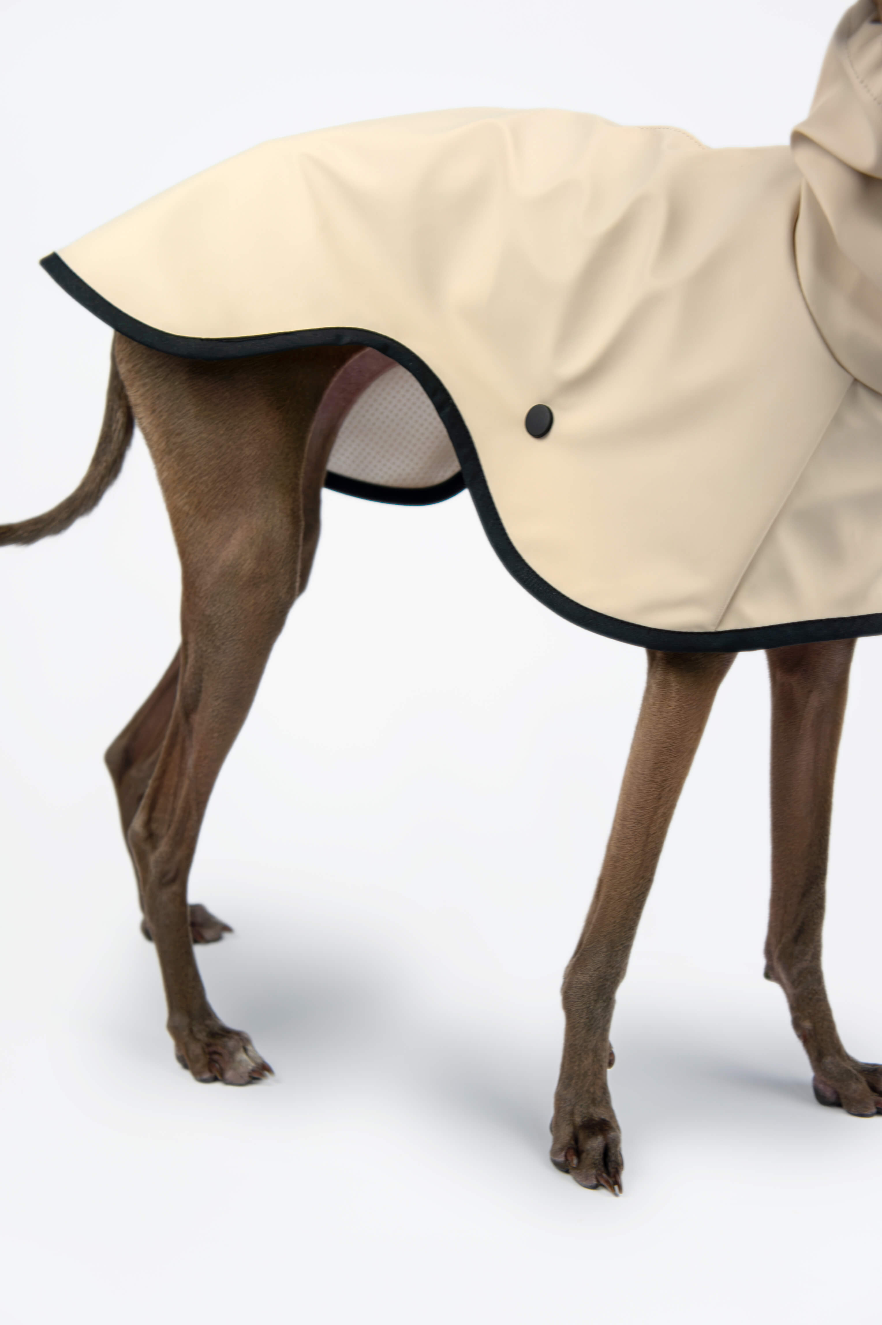 A detail photo of an Italian Greyhound wearing a beige raincoat by Strela Studio on a white background