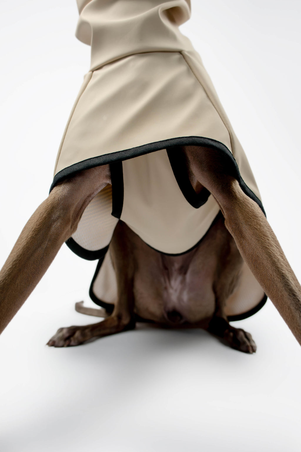 Italian Greyhound wearing a beige raincoat by Strela Studio, showing the inside of the coat