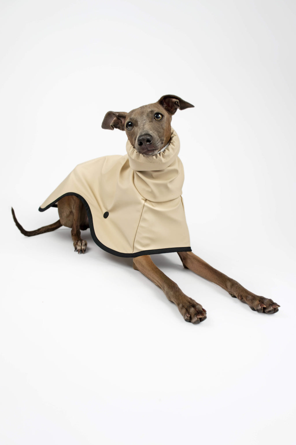 Italian Greyhound laying down and wearing a beige lightweight waterproof raincoat by Strela Studio on a white background