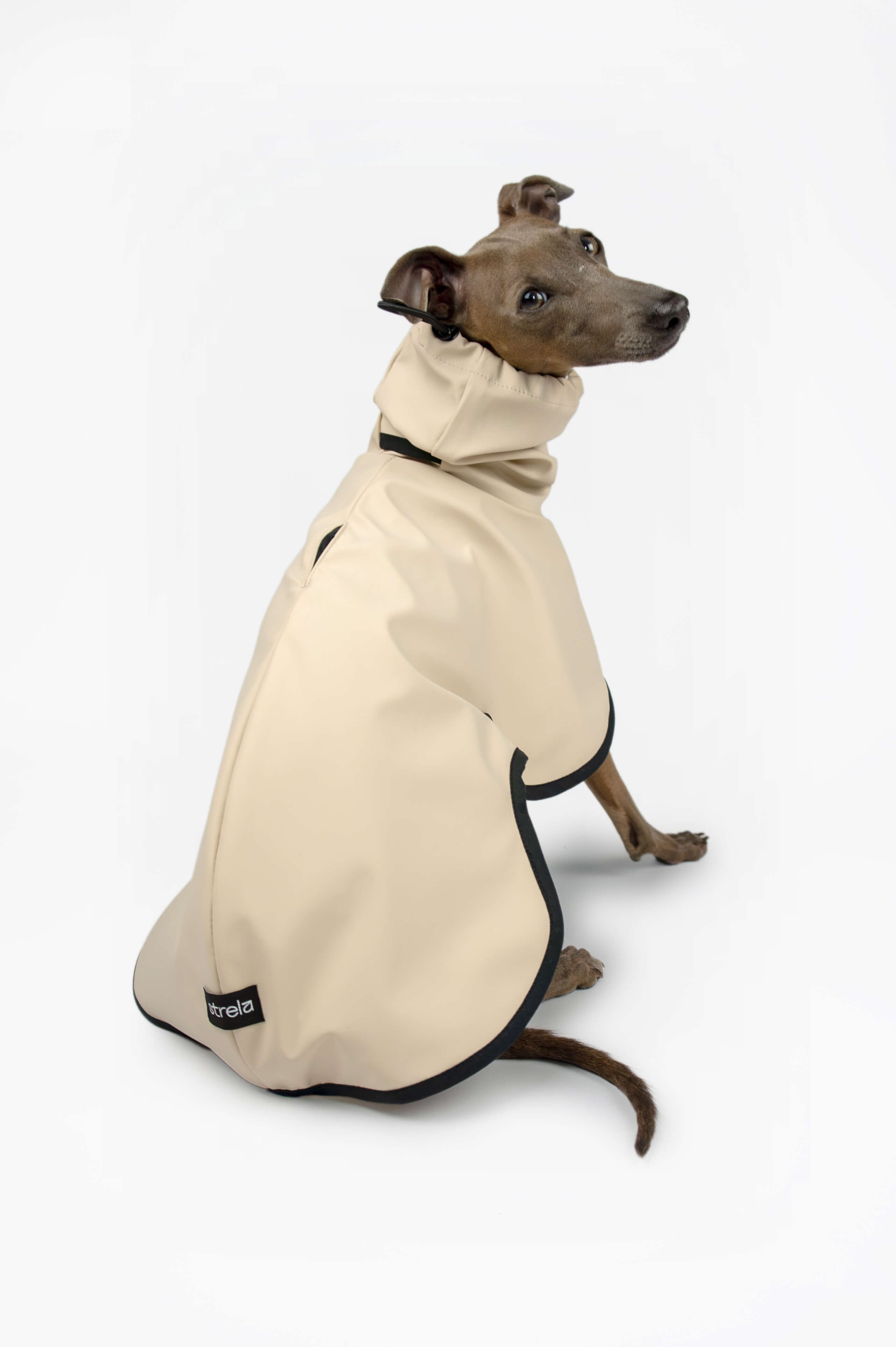 A back photo of an Italian Greyhound wearing a beige raincoat by Strela Studio on a white background