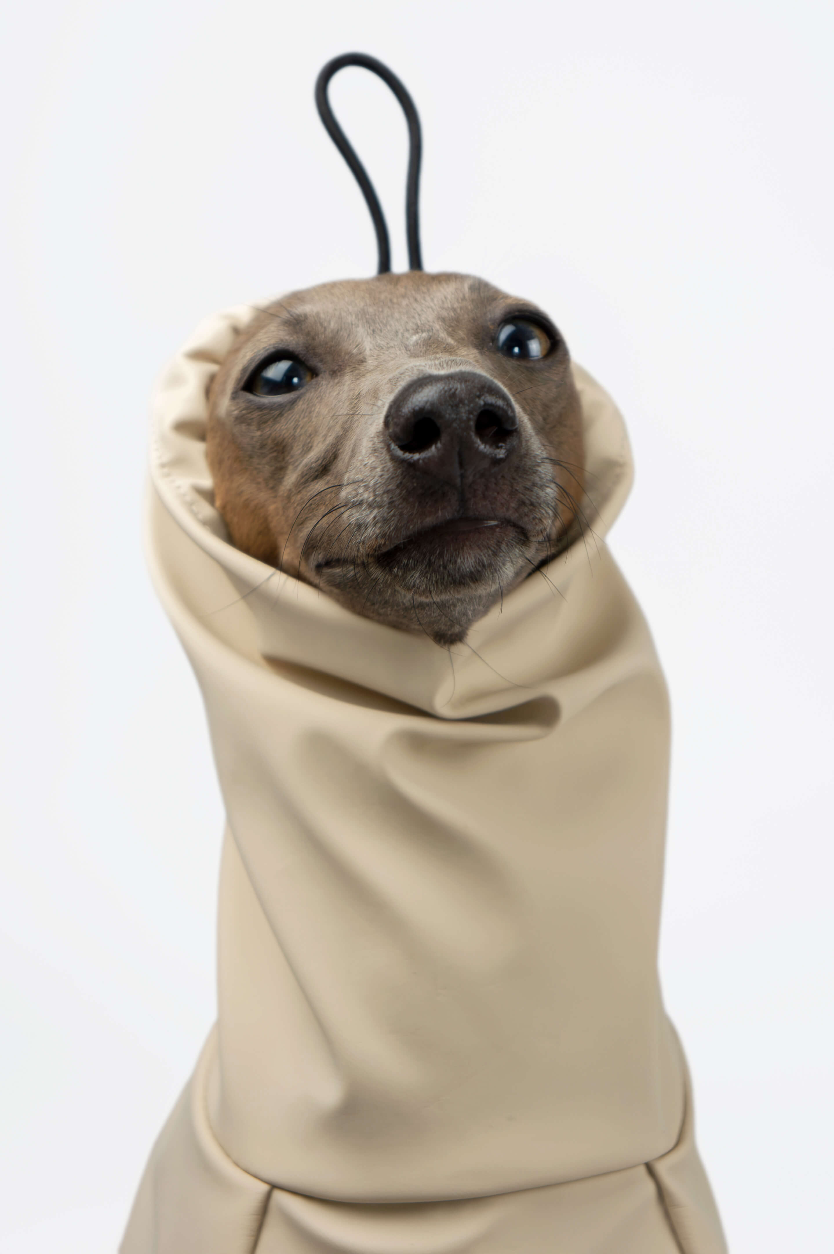 A closeup photo of an Italian Greyhound wearing a beige raincoat snood by Strela Studio on a white background