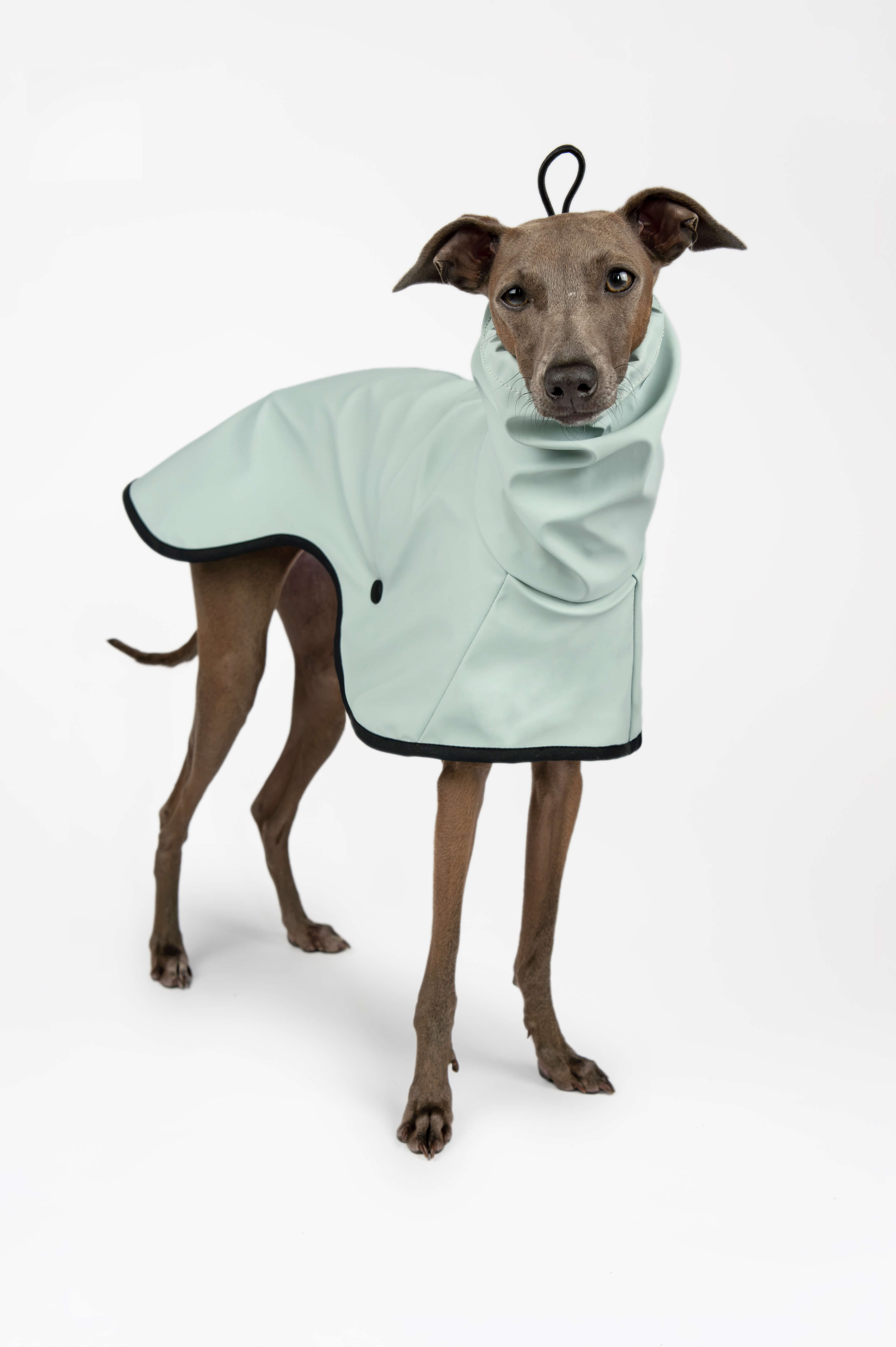 Italian Greyhound wearing a light blue raincoat by Strela Studio on a white background