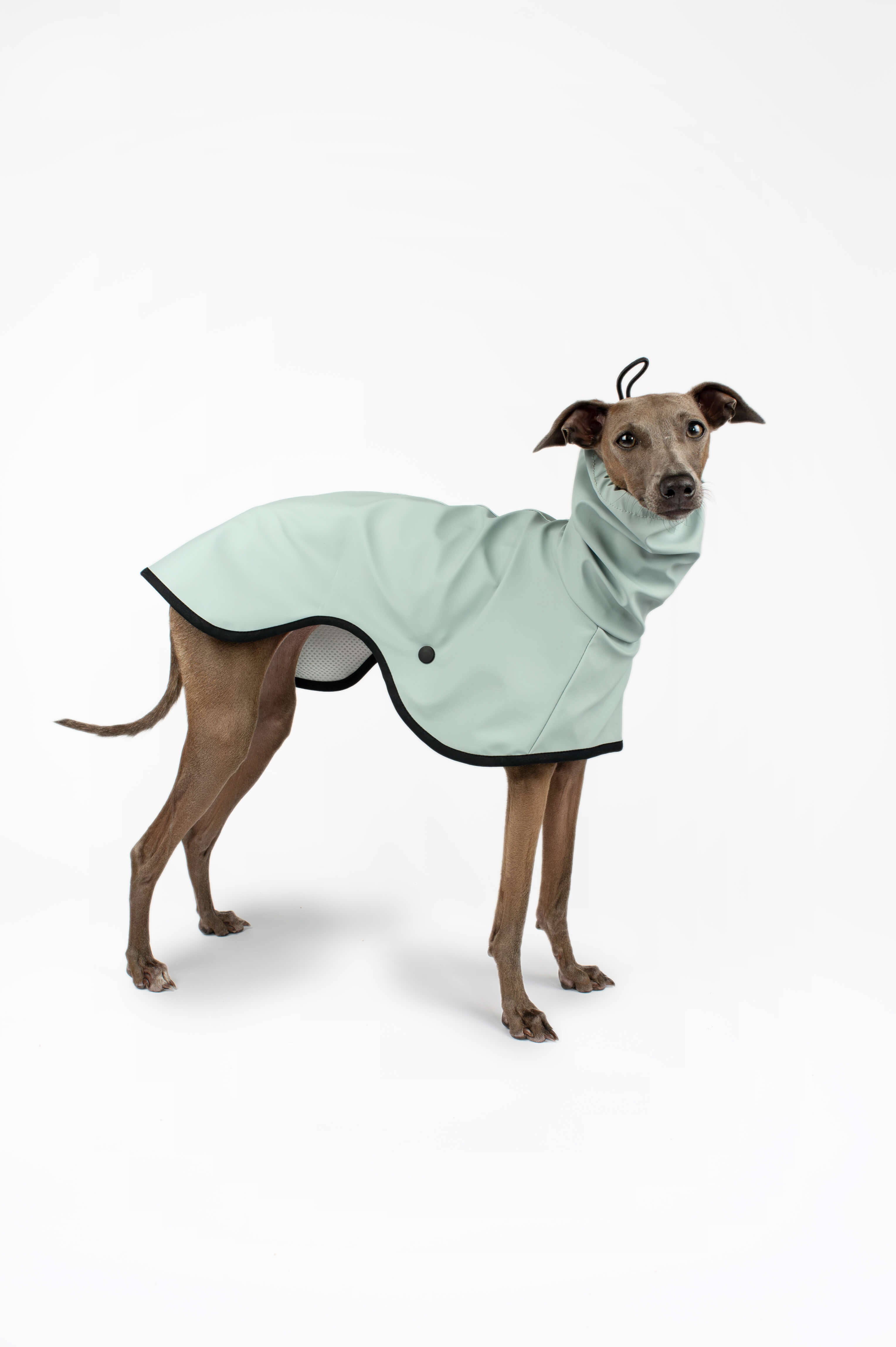A side profile of an Italian Greyhound wearing a light blue raincoat by Strela Studio on a white background