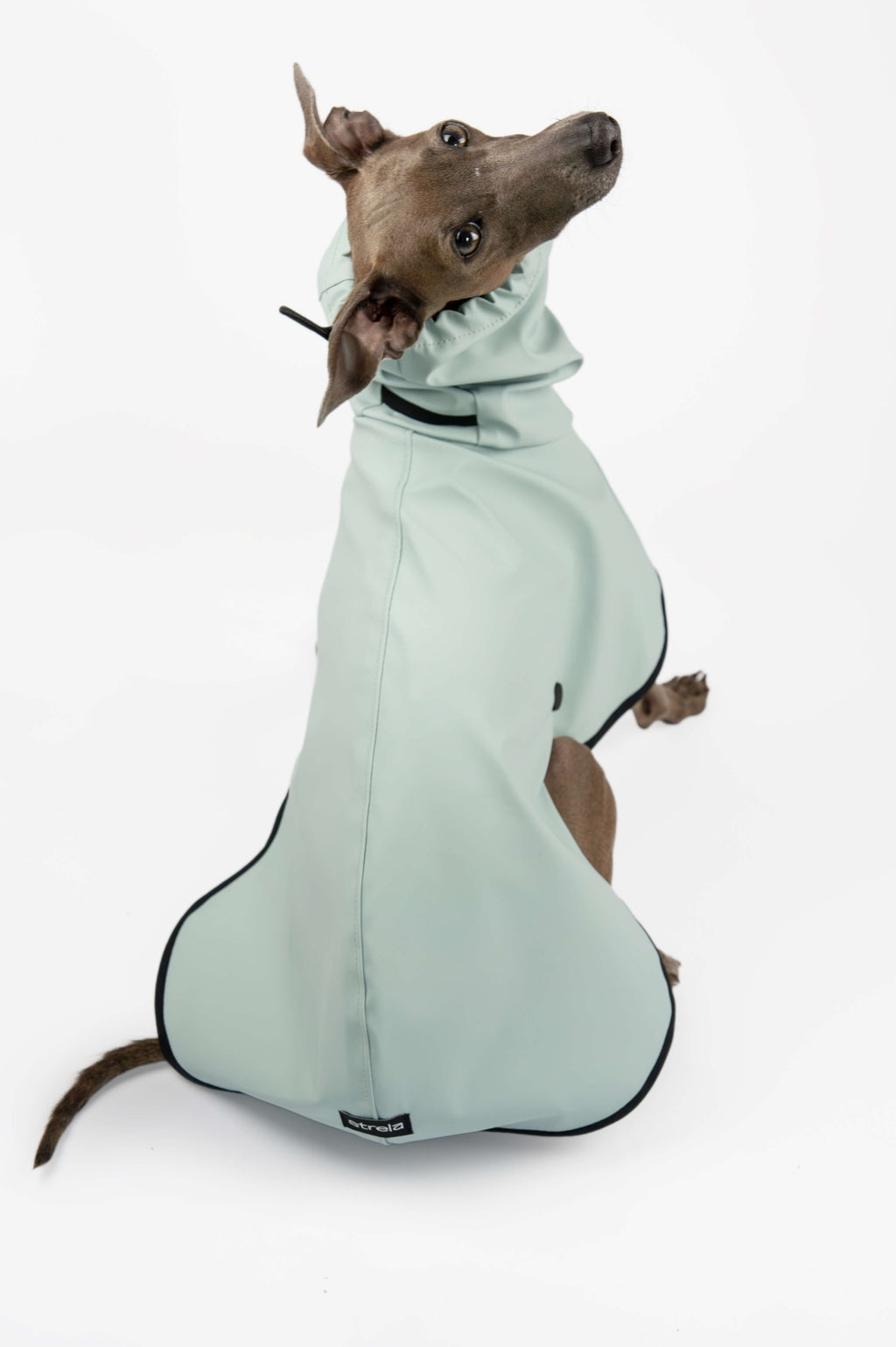 A back photo of an Italian Greyhound wearing a light blue raincoat by Strela Studio on a white background