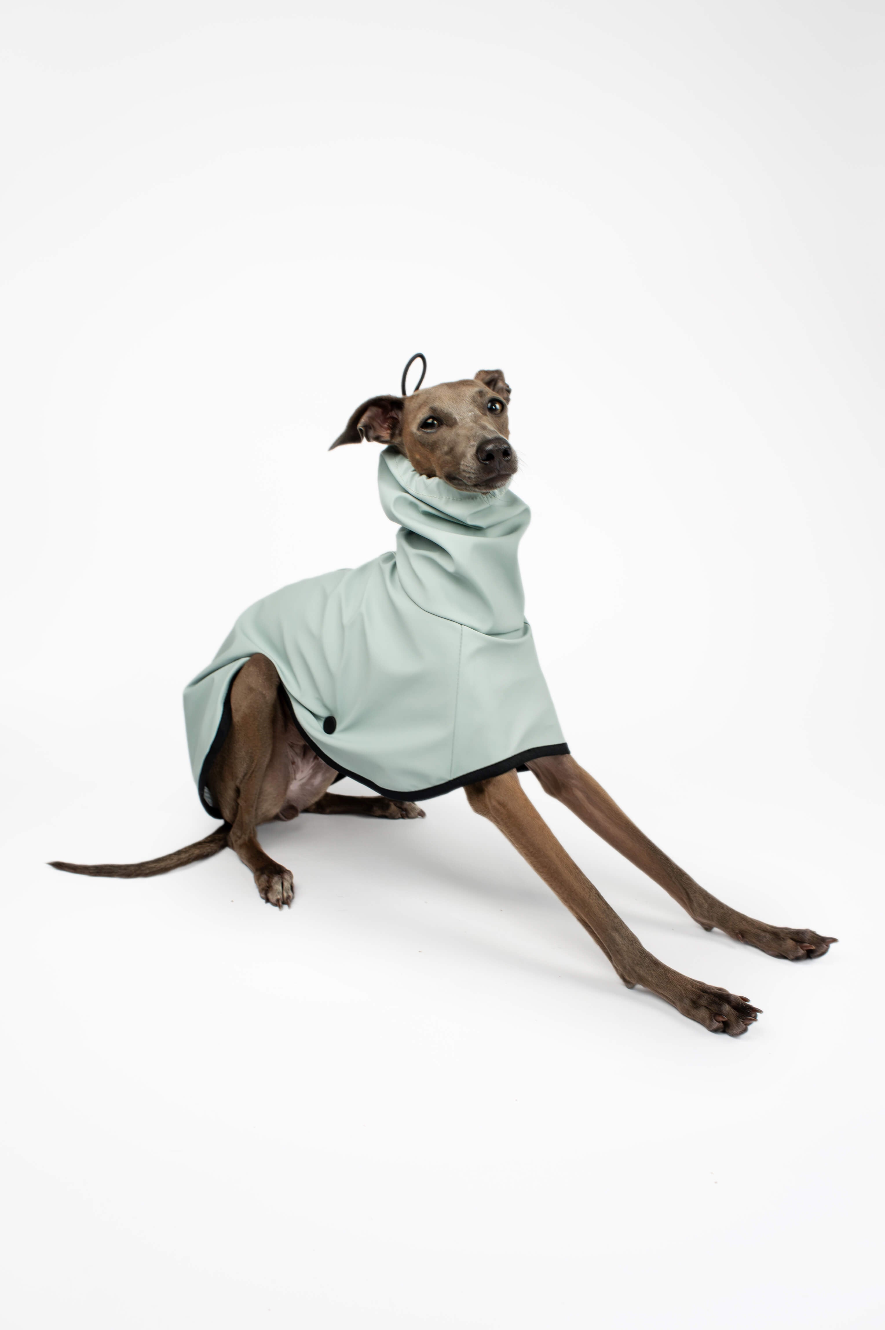 Italian Greyhound sitting down and wearing a light blue lightweight waterproof raincoat by Strela Studio on a white background
