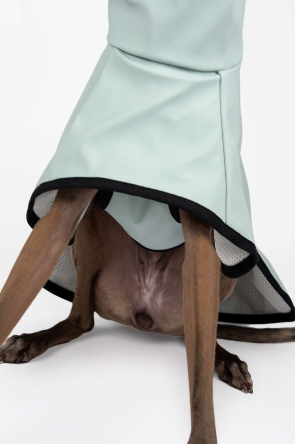 A detail photo of an Italian Greyhound wearing a light blue raincoat by Strela Studio on a white background