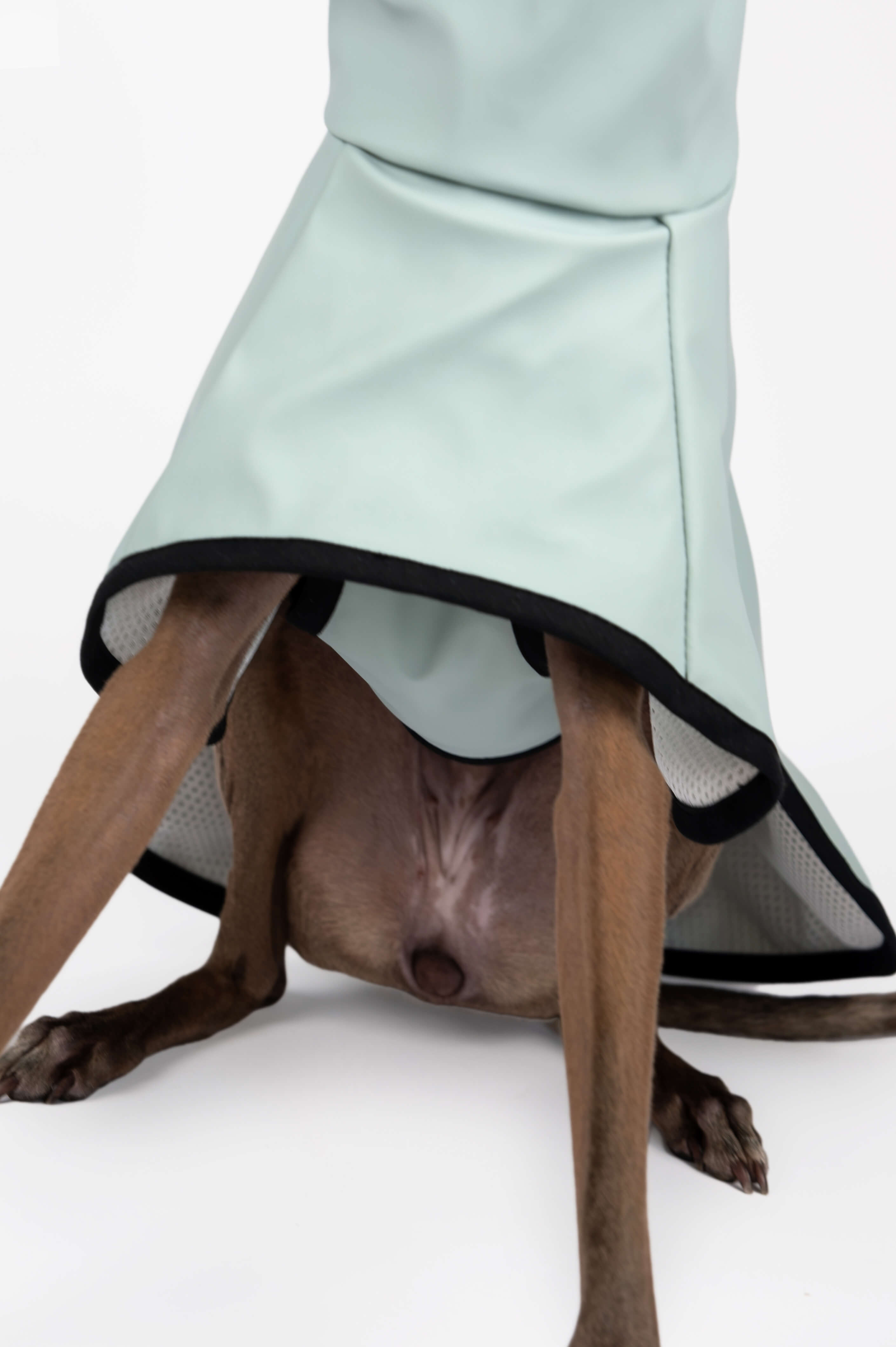 A detail photo of an Italian Greyhound wearing a light blue raincoat by Strela Studio on a white background