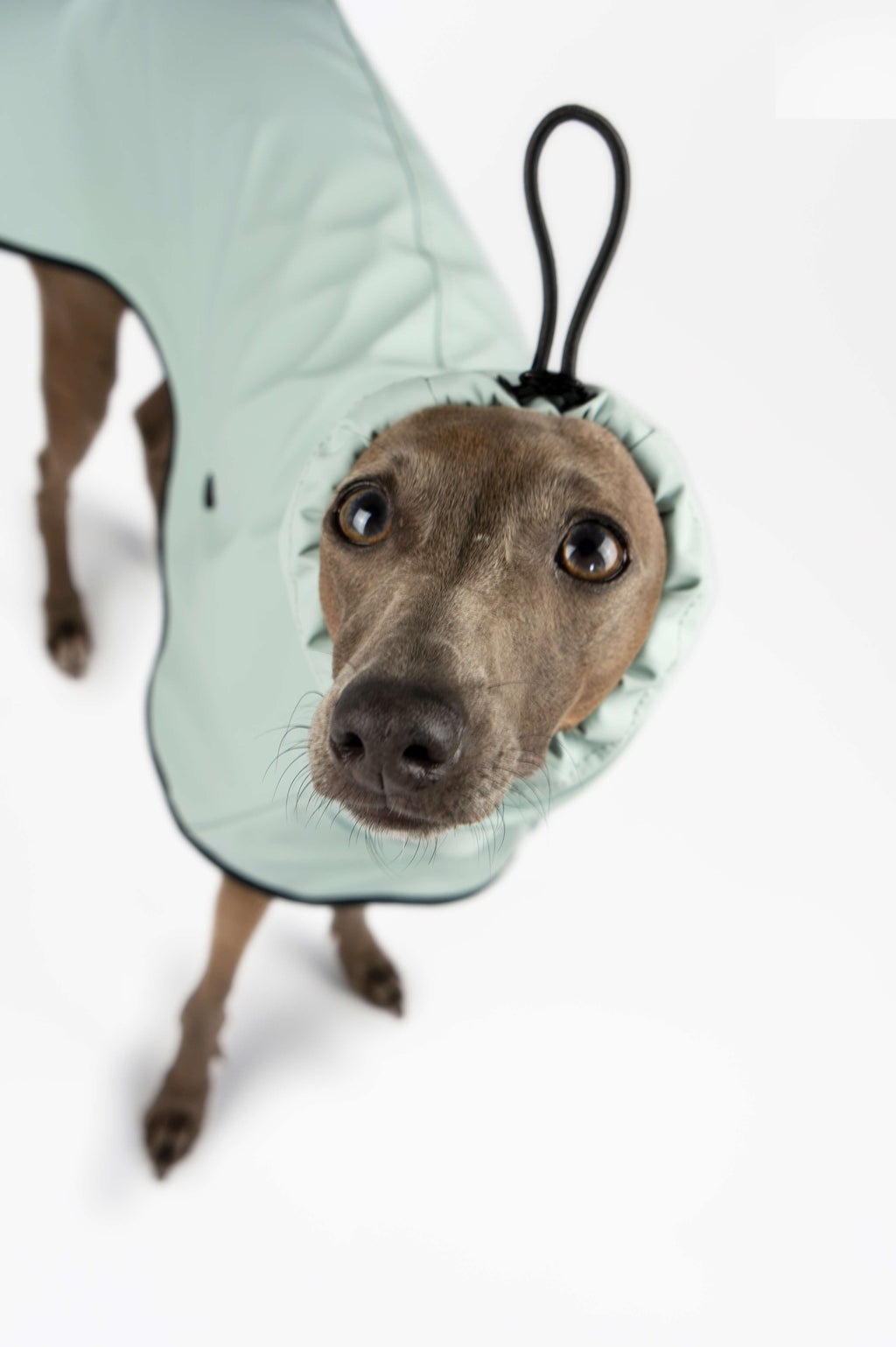 Italian Greyhound wearing a light blue raincoat with a hood by Strela Studio on a white background