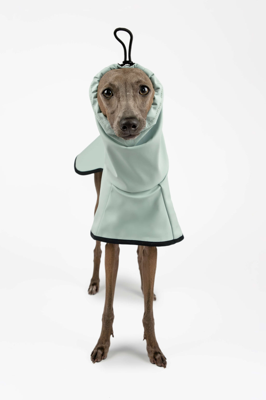 Italian Greyhound wearing a light blue raincoat with a high snood by Strela Studio on a white background