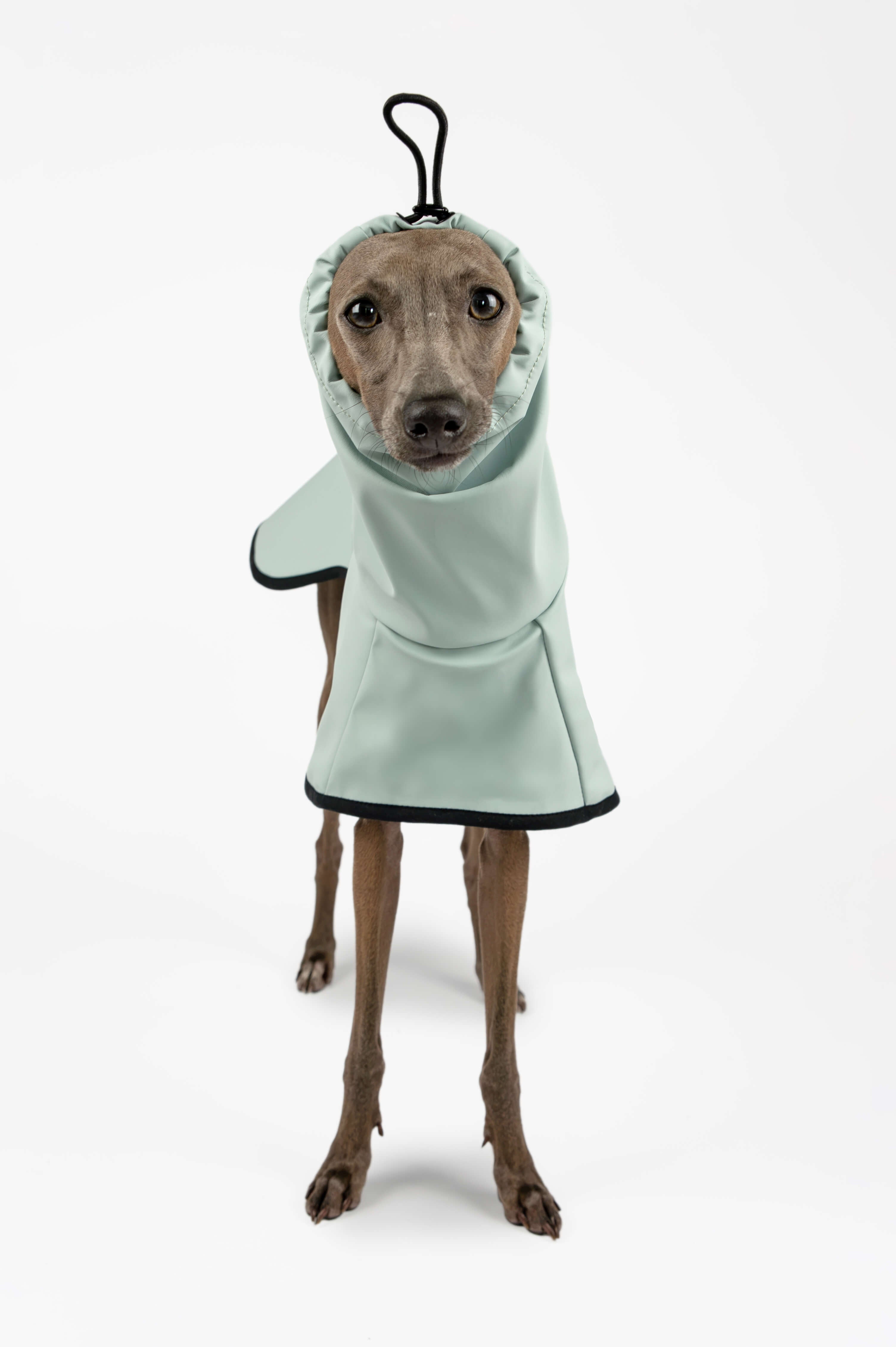 Italian Greyhound wearing a light blue raincoat with a high snood by Strela Studio on a white background