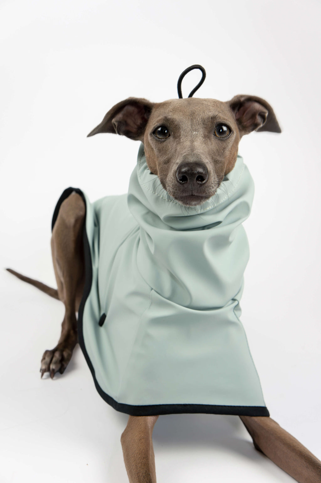 Italian Greyhound wearing a light blue lightweight waterproof raincoat by Strela Studio on a white background