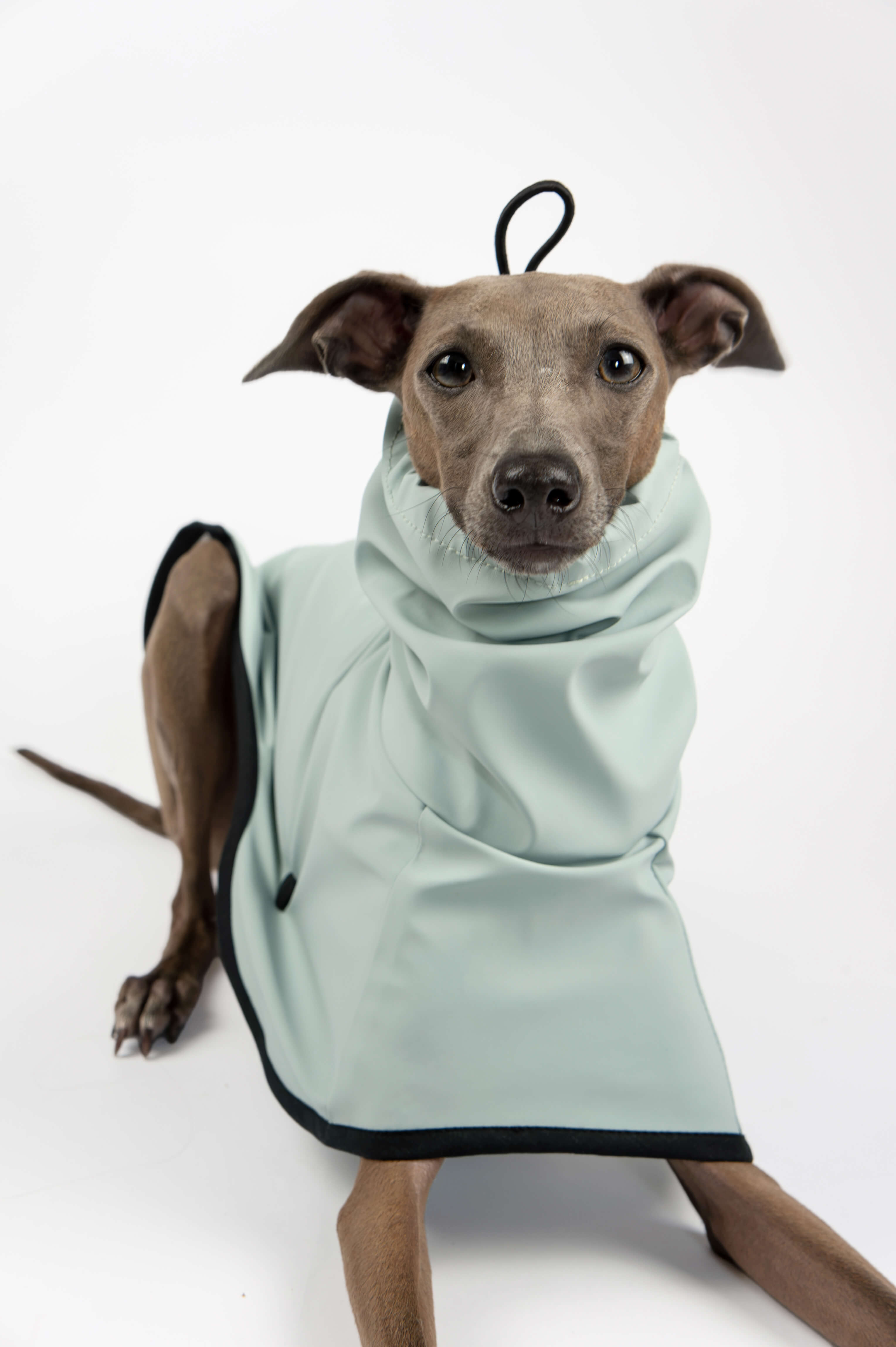 Italian Greyhound wearing a light blue lightweight waterproof raincoat by Strela Studio on a white background