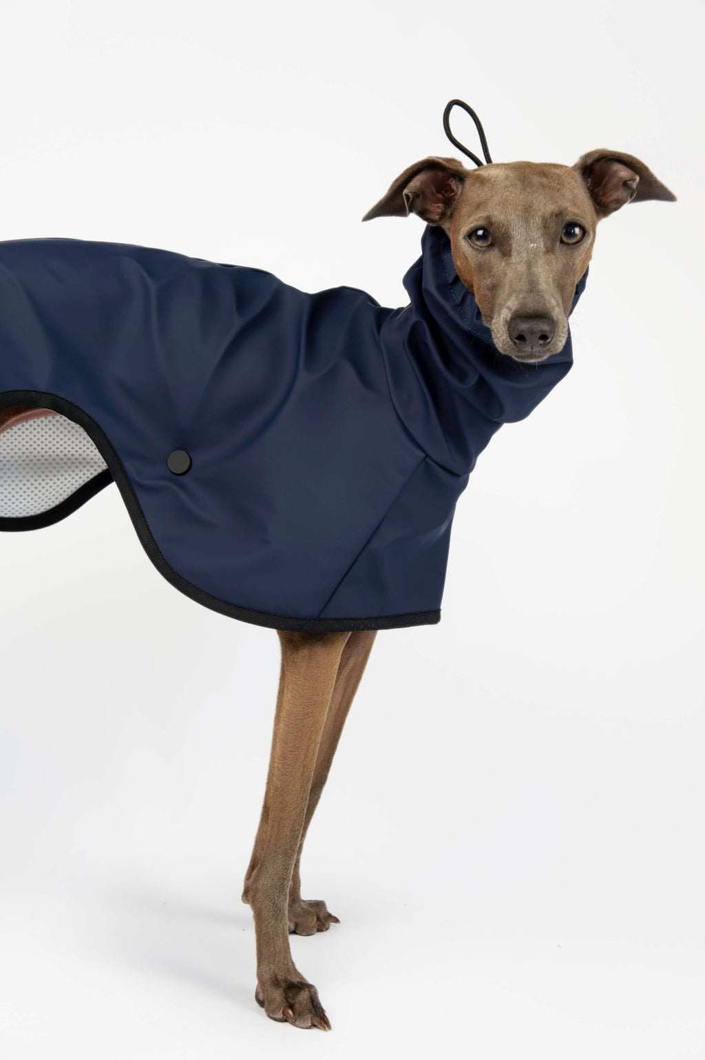 A closeup shot of an Italian Greyhound wearing a navy blue raincoat by Strela Studio on a white background