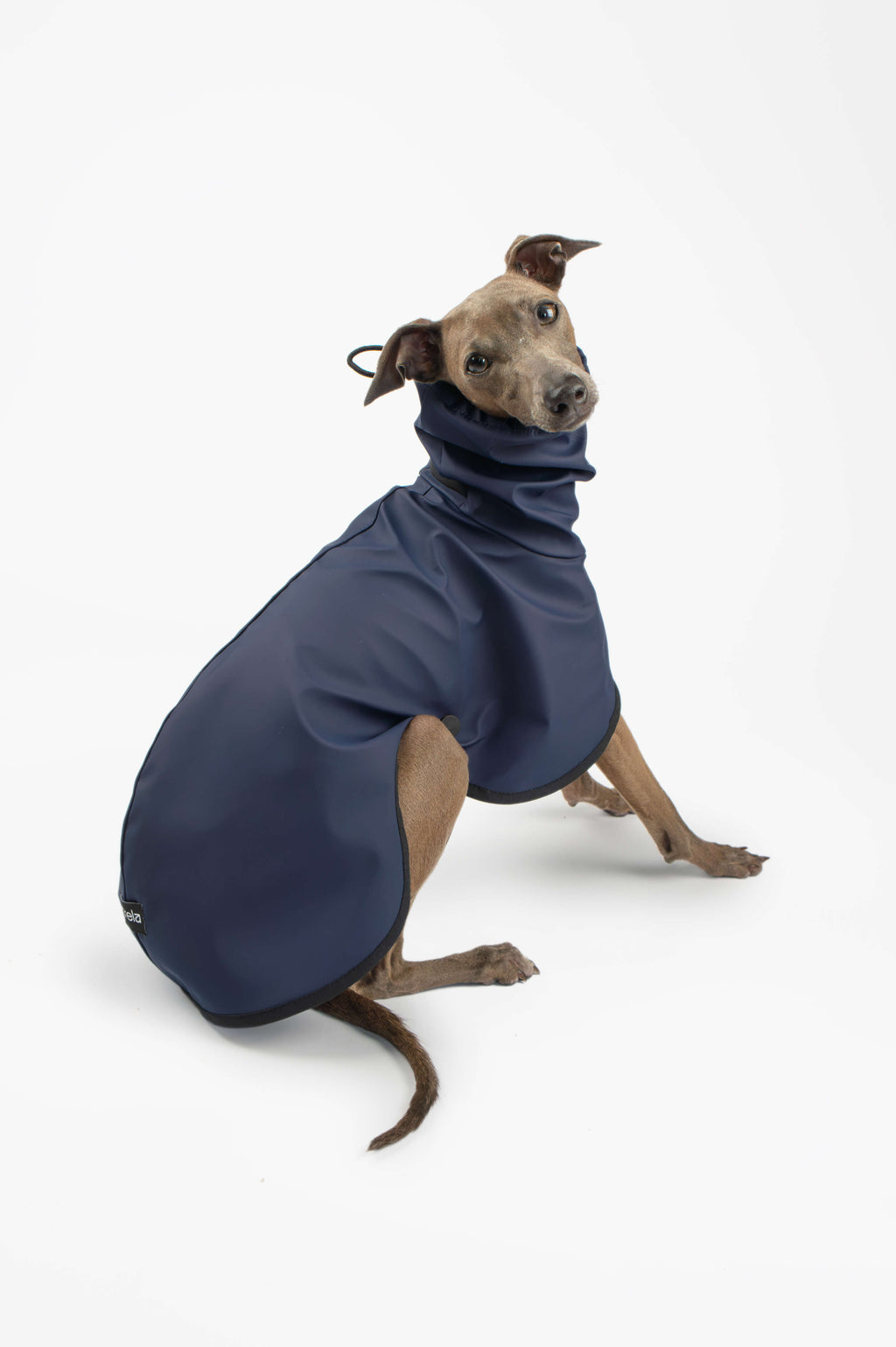 A back photo of an Italian Greyhound wearing a navy blue lightweight raincoat by Strela Studio on a white background