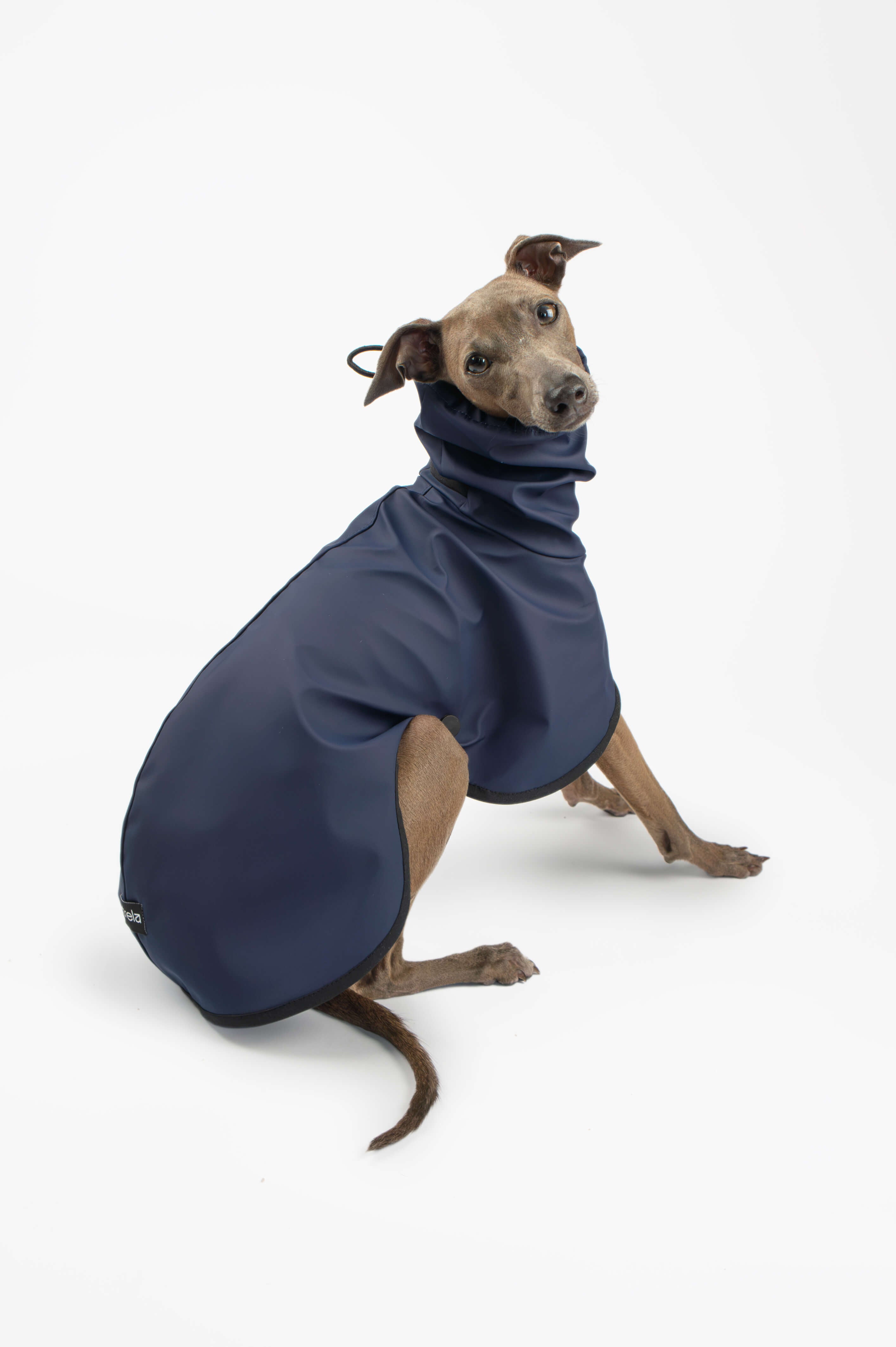 A back photo of an Italian Greyhound wearing a navy blue lightweight raincoat by Strela Studio on a white background