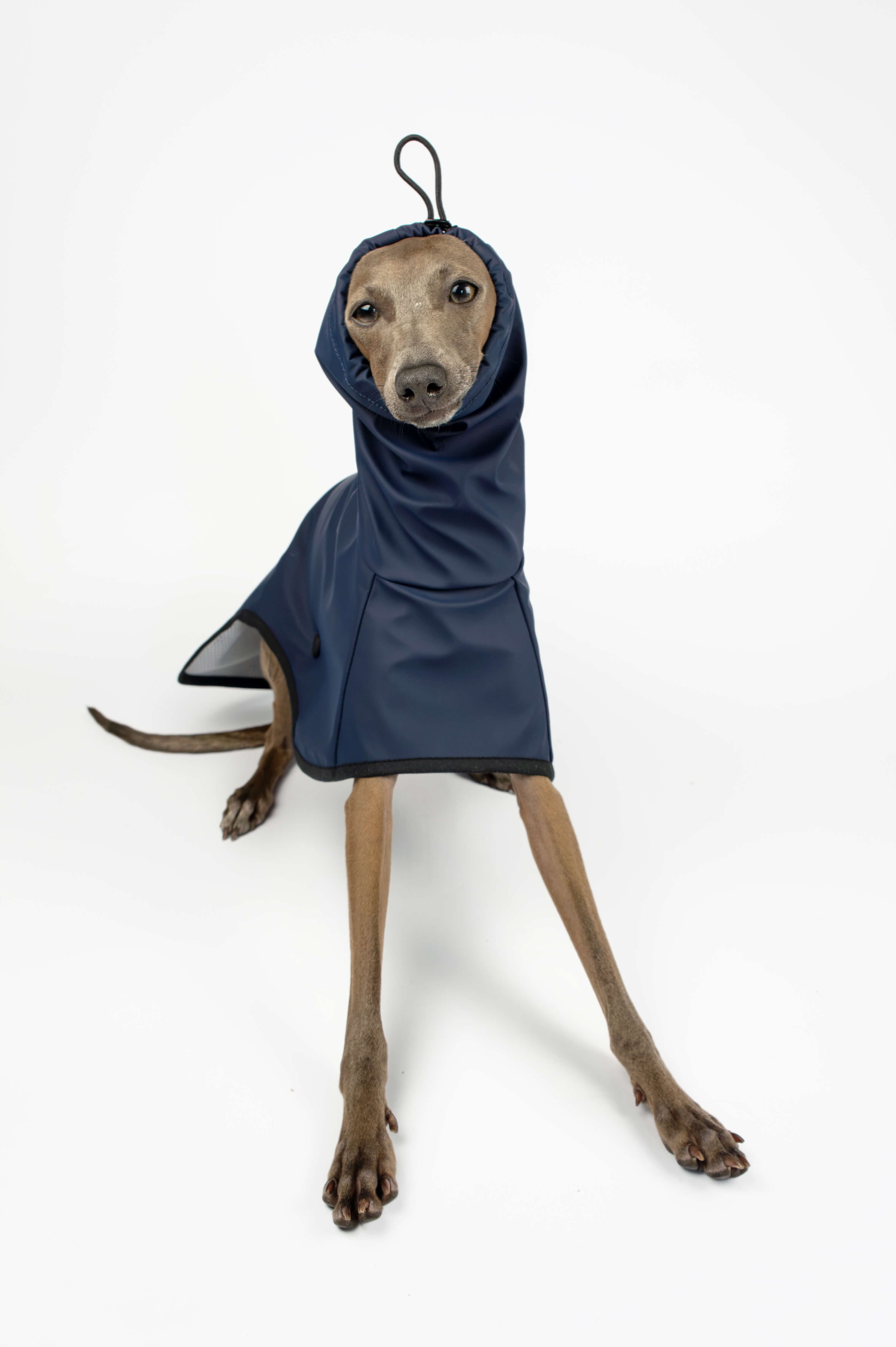 Italian Greyhound sitting down and wearing a navy blue raincoat by Strela Studio on a white background
