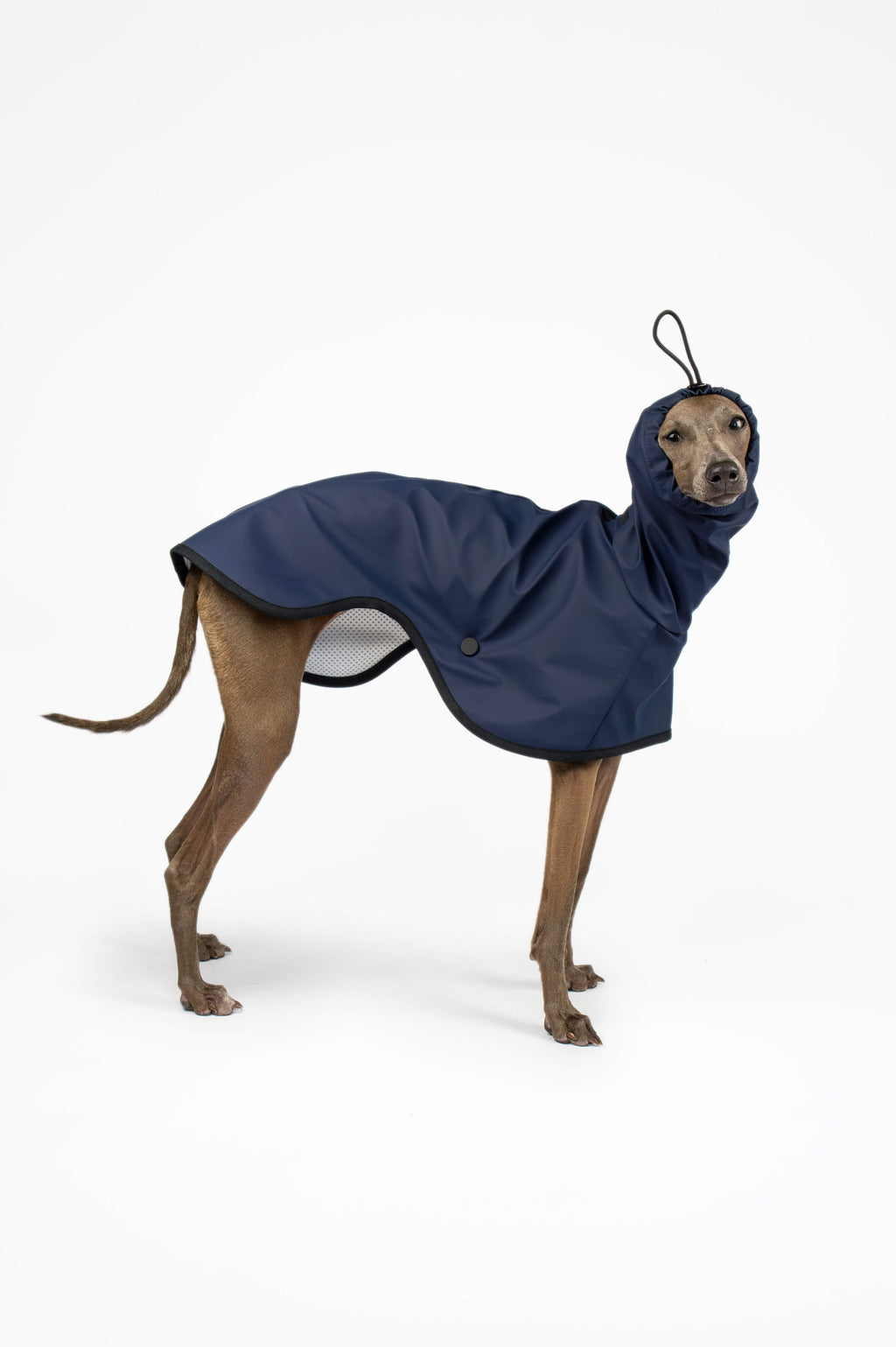 Italian Greyhound wearing a navy blue waterproof lightweight raincoat by Strela Studio on a white background