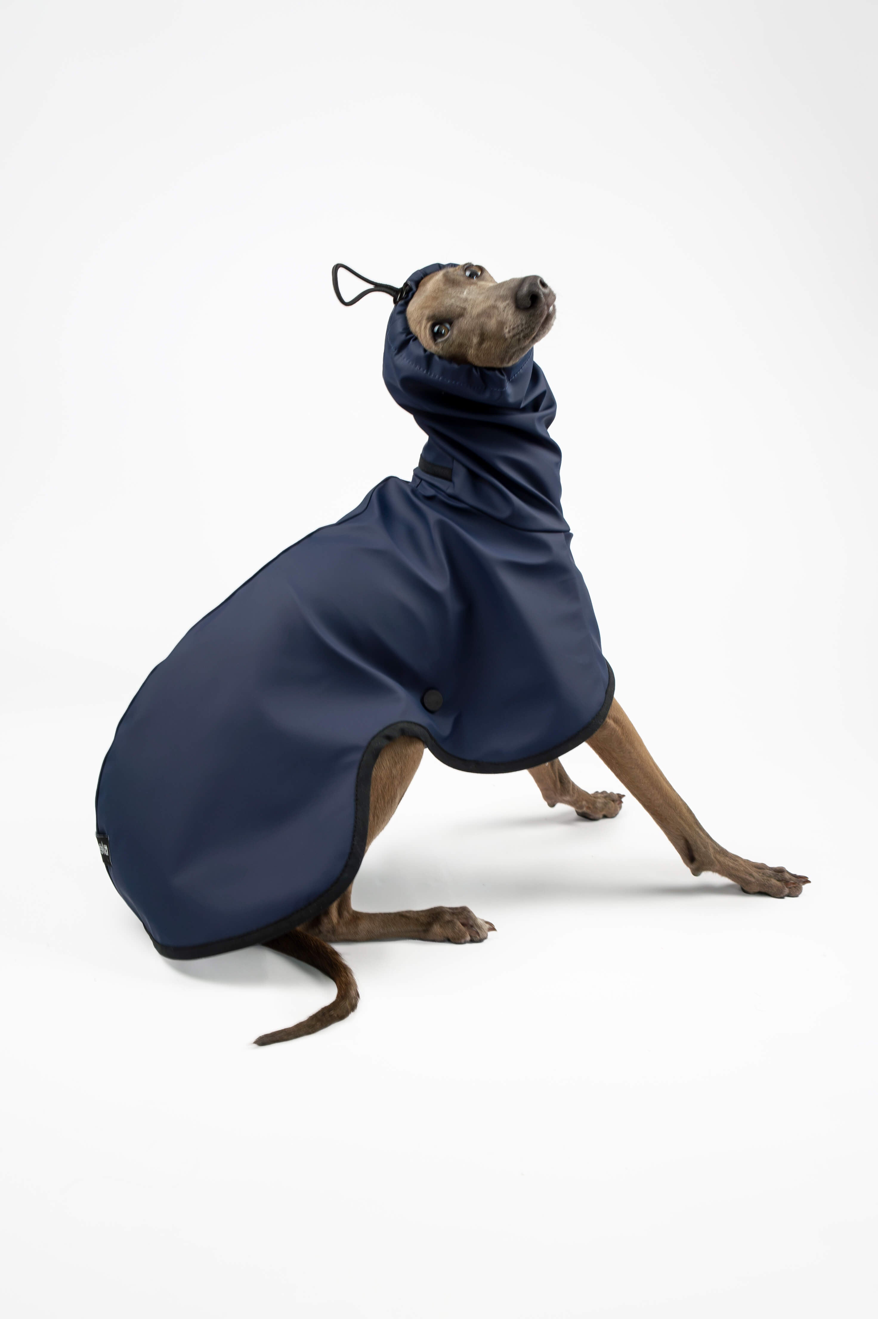 Italian Greyhound sitting down and wearing a navy blue lightweight raincoat by Strela Studio on a white background