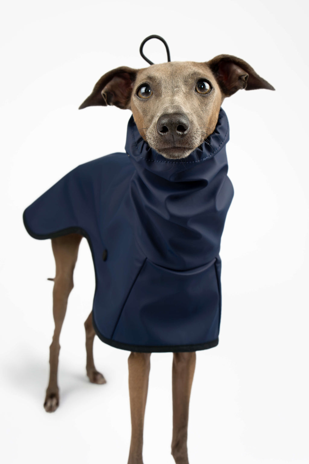 Italian Greyhound standing up and wearing a navy blue raincoat by Strela Studio on a white background