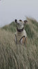 Video of a whippet wearing Strela boucle vest in cream colour
