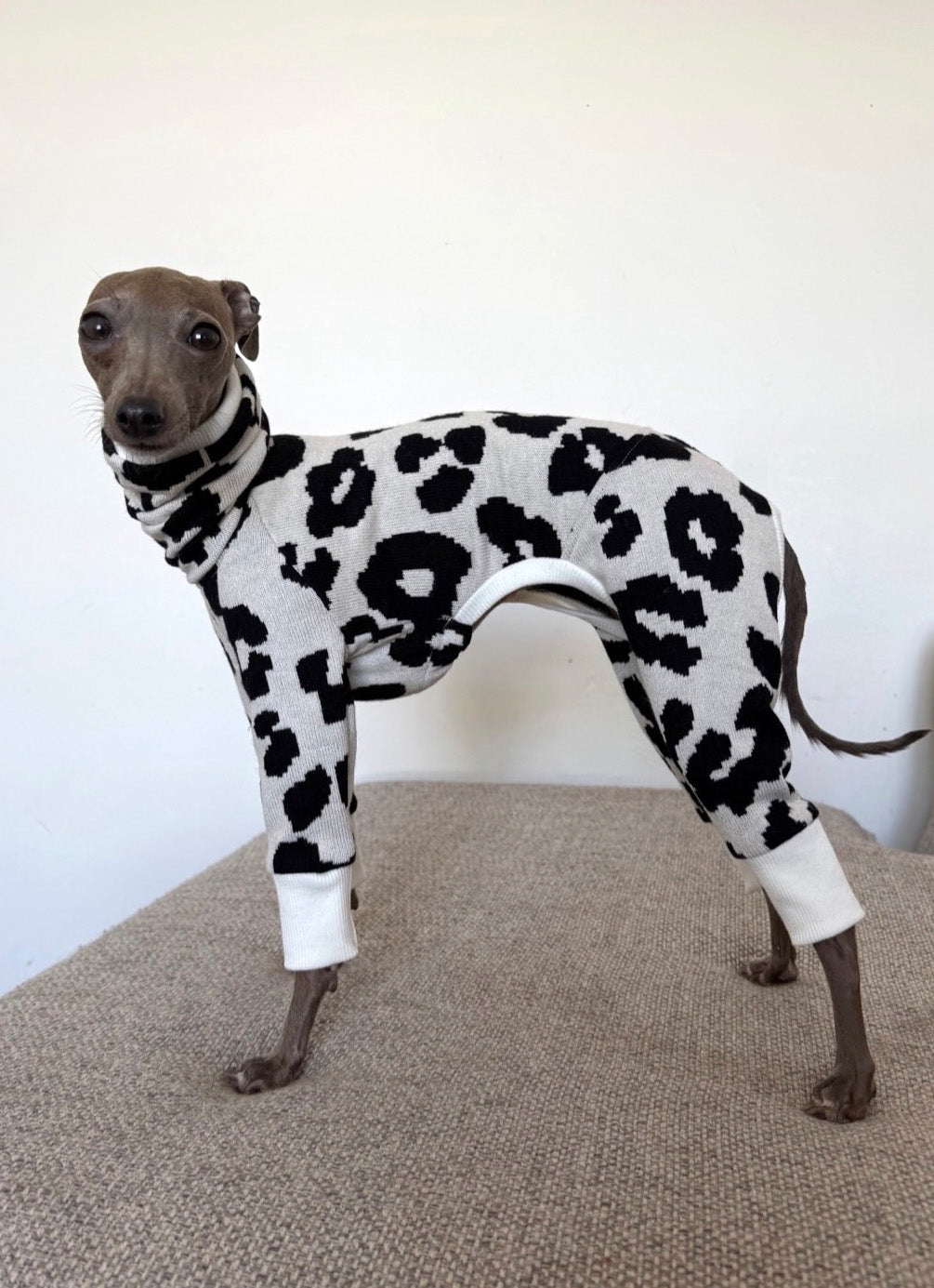 Meeko the iggy wearing a black and white leopard-print full-body sweater by STrela Studio, standing on a beige carpet against a plain white wall.