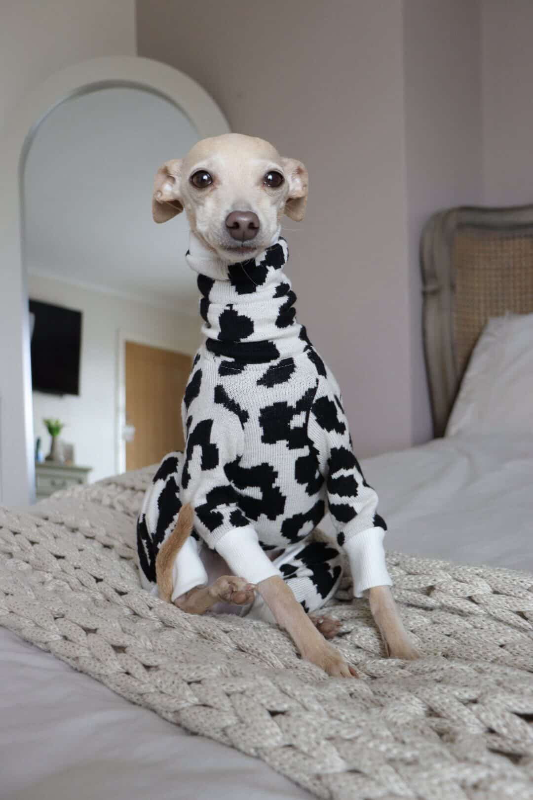 Little Olive the iggy wearing a black-and-white leopard print sweater by Strela Studio sits on a bed in a bedroom setting.