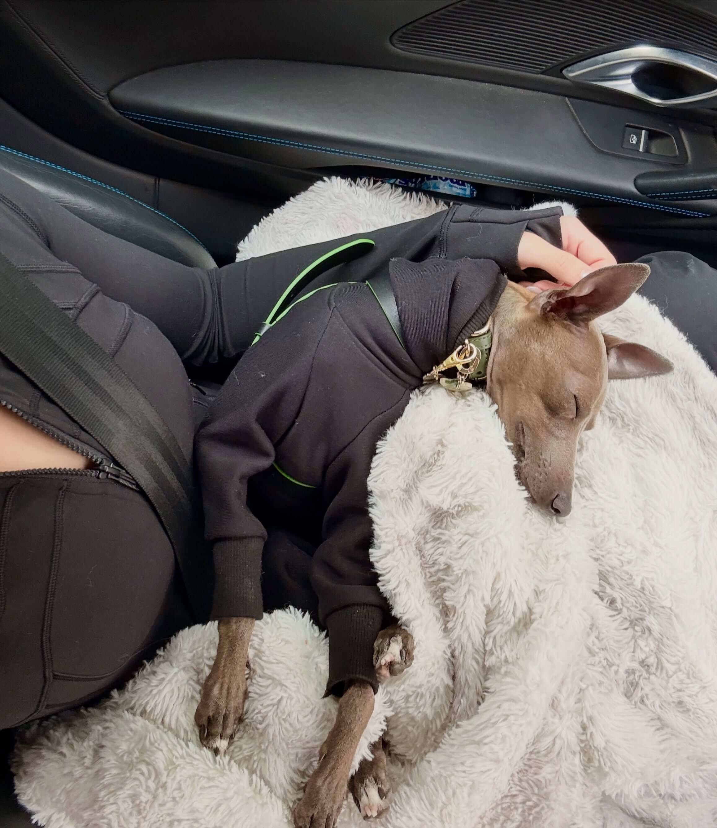 Vinnie the italian greyhound wearing a black sweatshirt onesie by Strela Studio rests on a white faux fur blanket inside a car, with a person's hand petting the dog