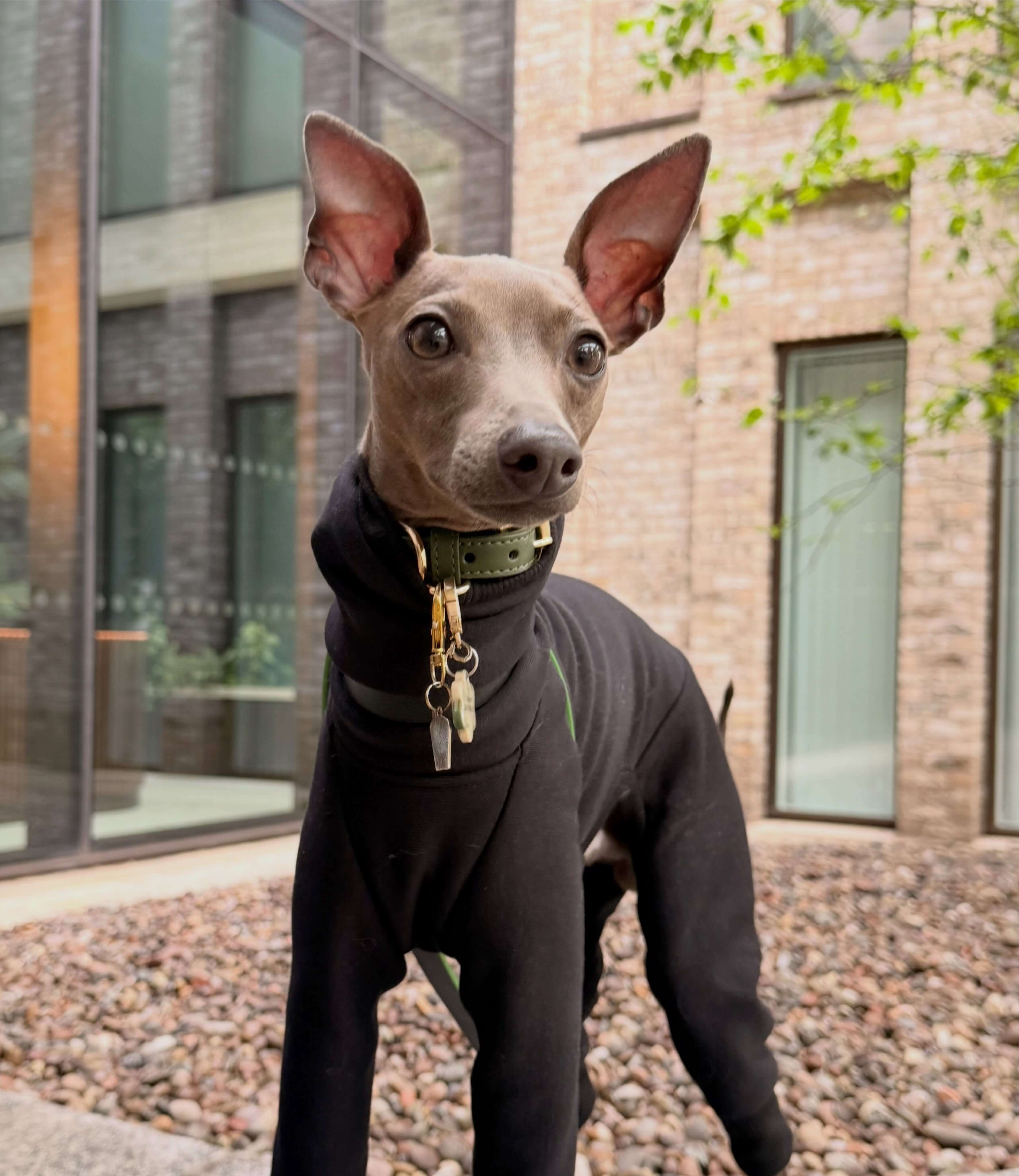 Vinnie the Italian Greyhound wearing a black full-body dog sweater by Strela Studio and a green collar, standing outdoors in front of a brick building and glass windows.