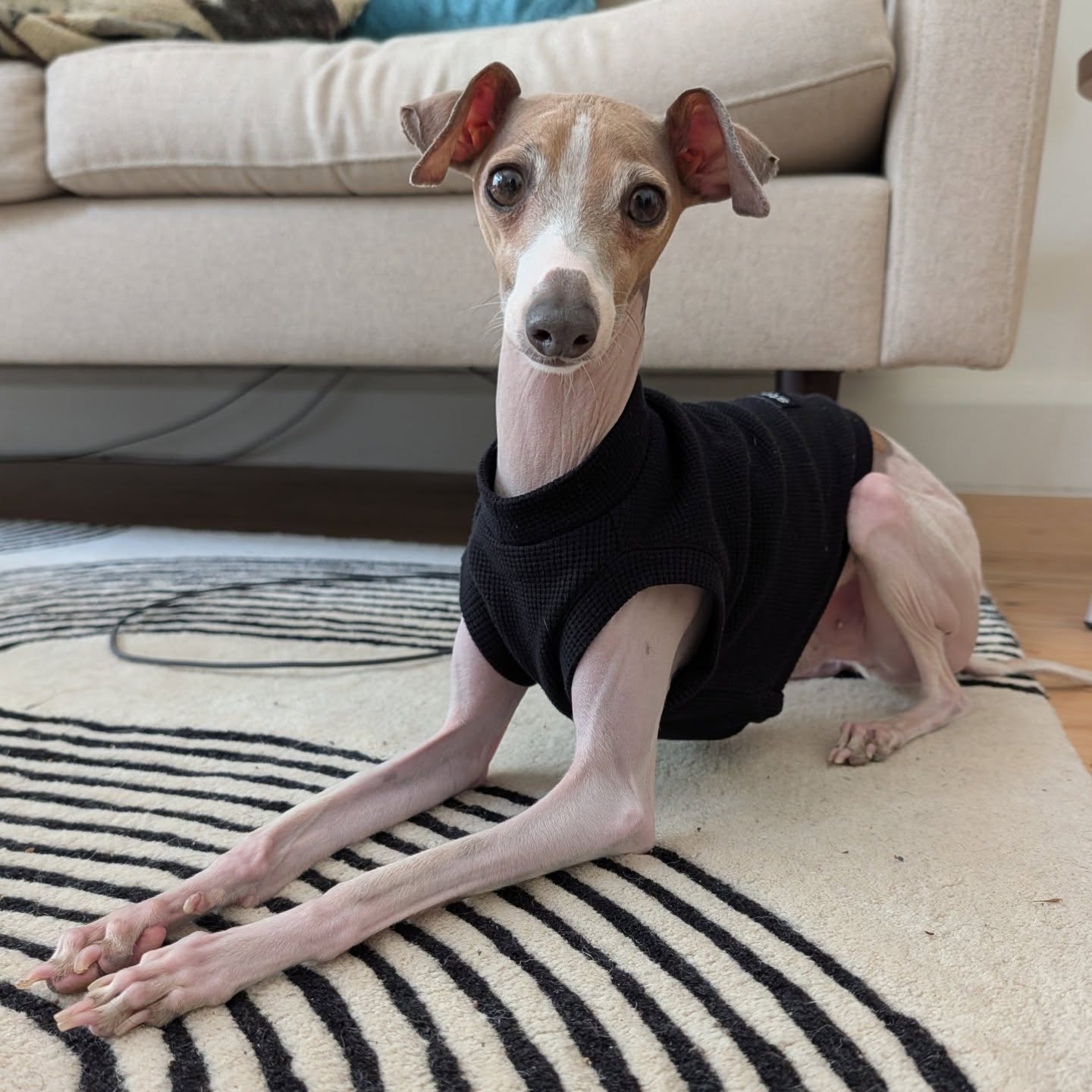 Italian Greyhound wearing Strela black waffle tank top indoors