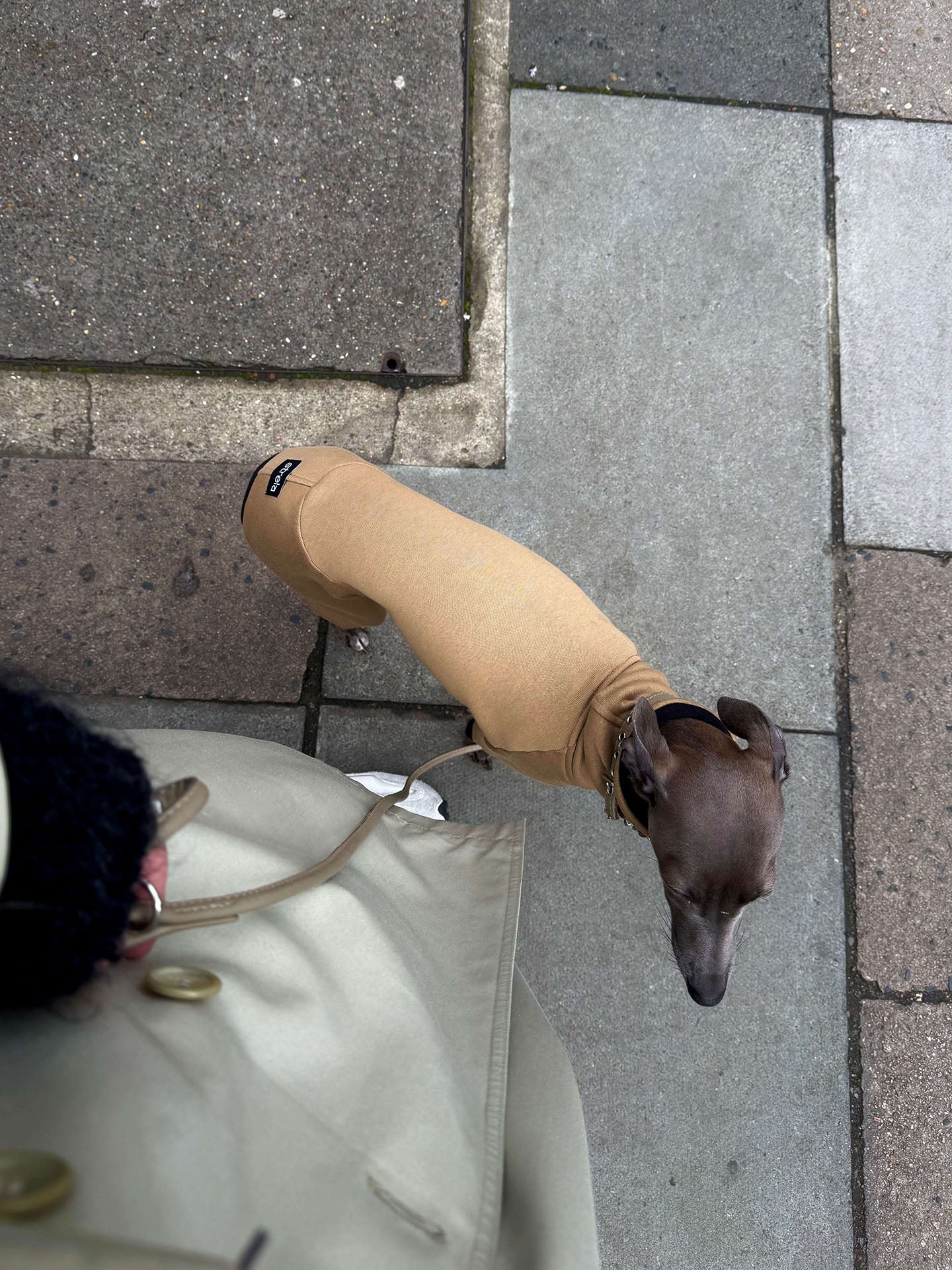 Lola the italian greyhound wearing a beige fitted onesie by Strela Studio standing on gray stone pavement next to a person in a light coat.