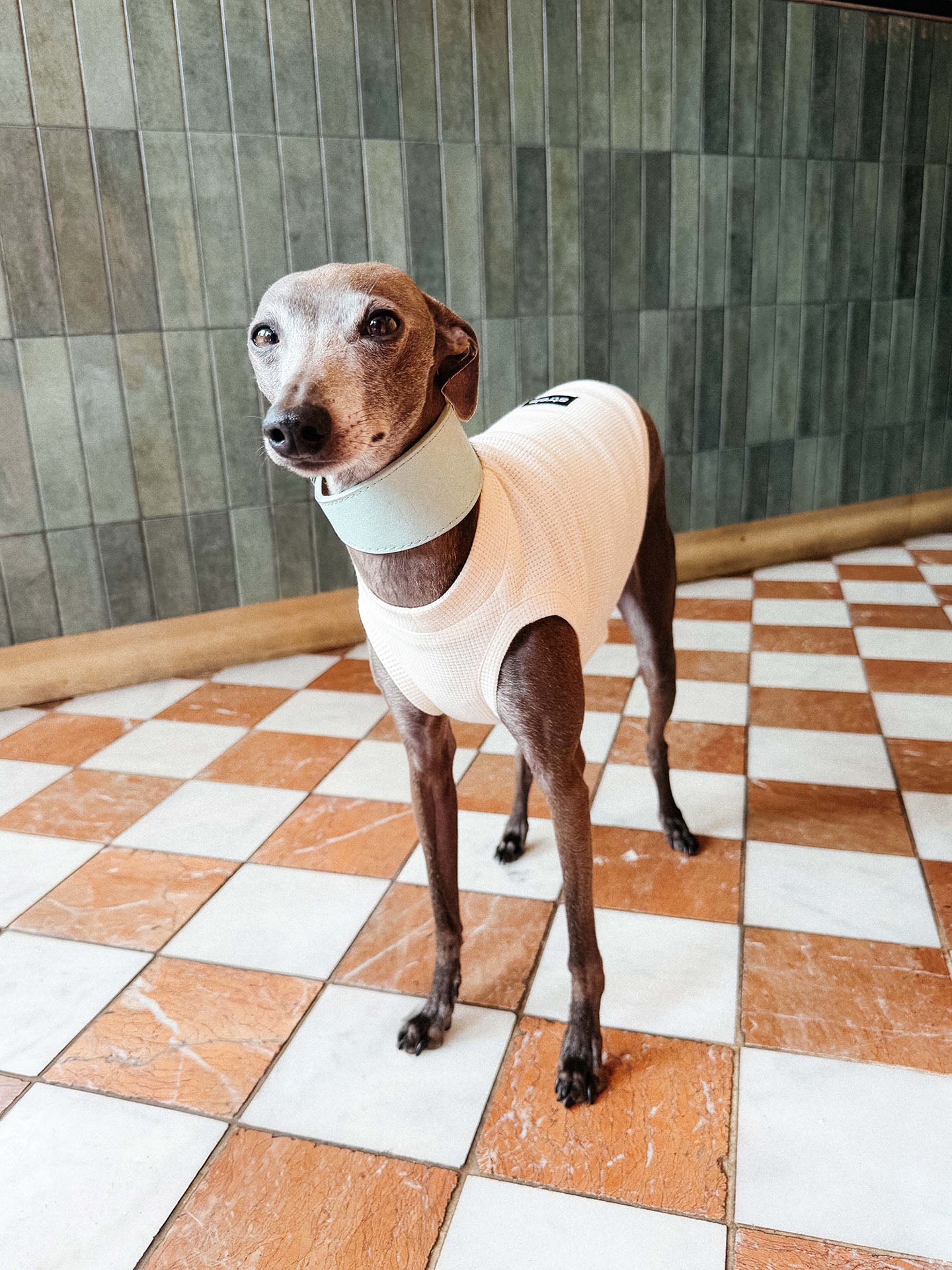 Ernie the italian greyhound wearing a white sleeveless tank top by Strela Studio and a light blue collar, standing on a brown and white checkered tile floor against a green tiled wall.