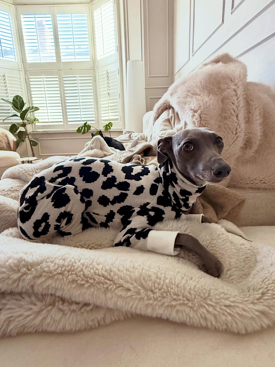 Italian Greyhound wearing Strela leopard knit onesie on a cream sofa