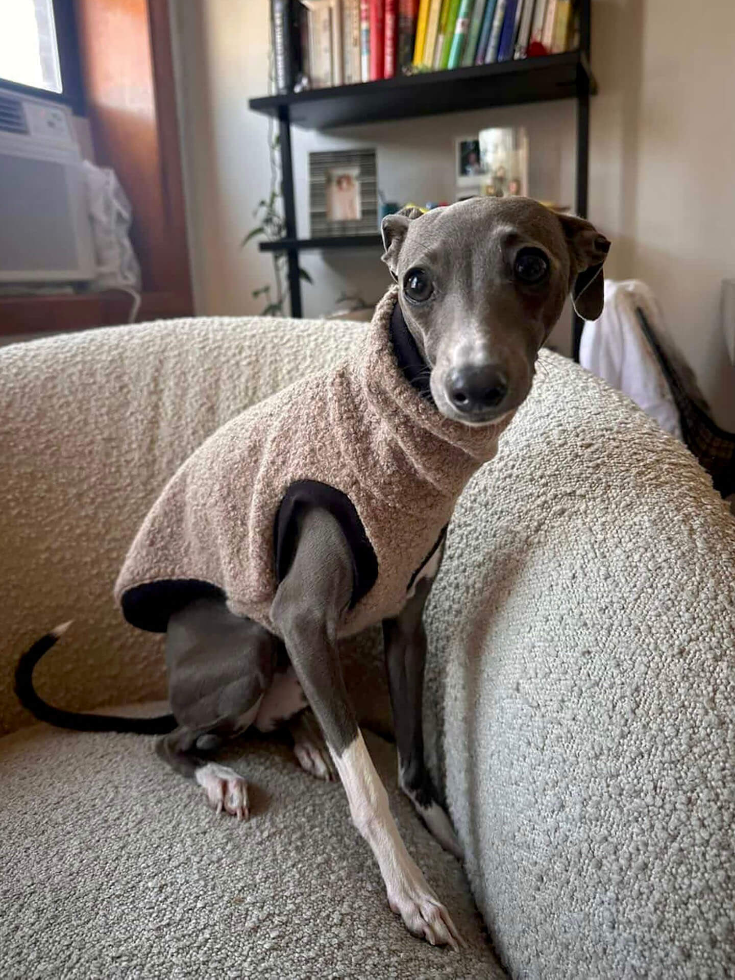 Babs the Italian Greyhound dog wearing a taupe boucle vest by Strela Studio sits on a textured beige armchair in a home interior setting.