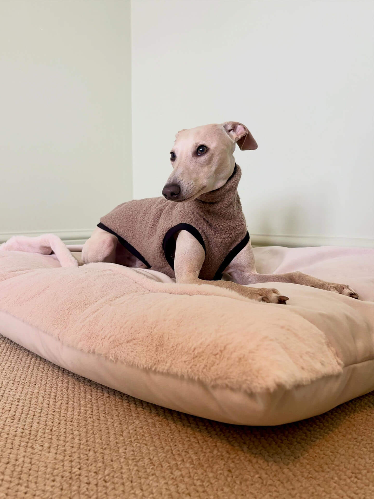 Kenji the iggy wearing a taupe boucle vest by Strela Studio sits on a large plush cream dog bed on a carpeted floor against a plain wall.